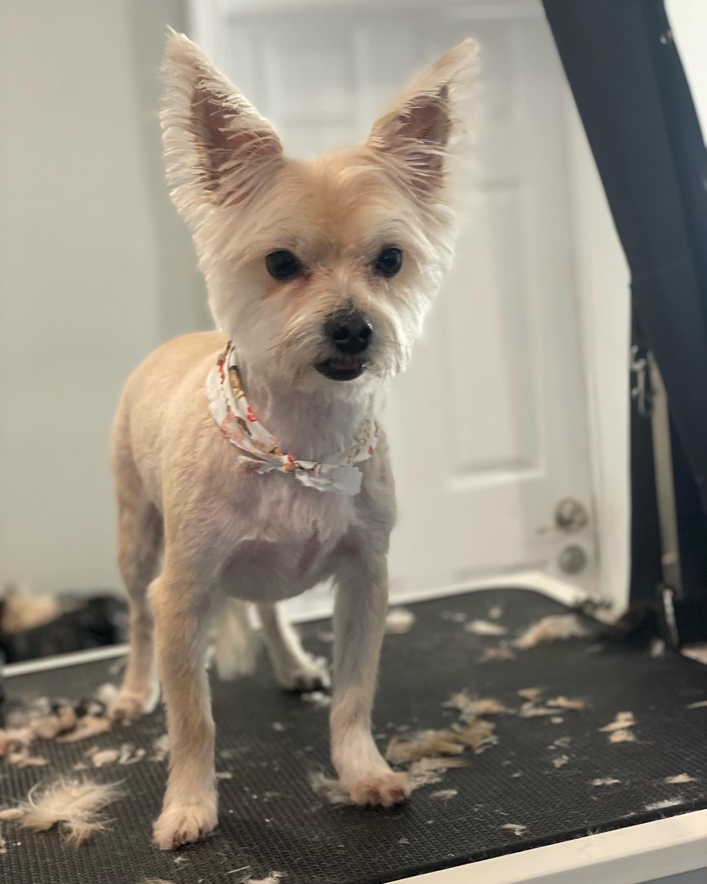 Online booking Ashley’s Loving Touch Pet Grooming LLC