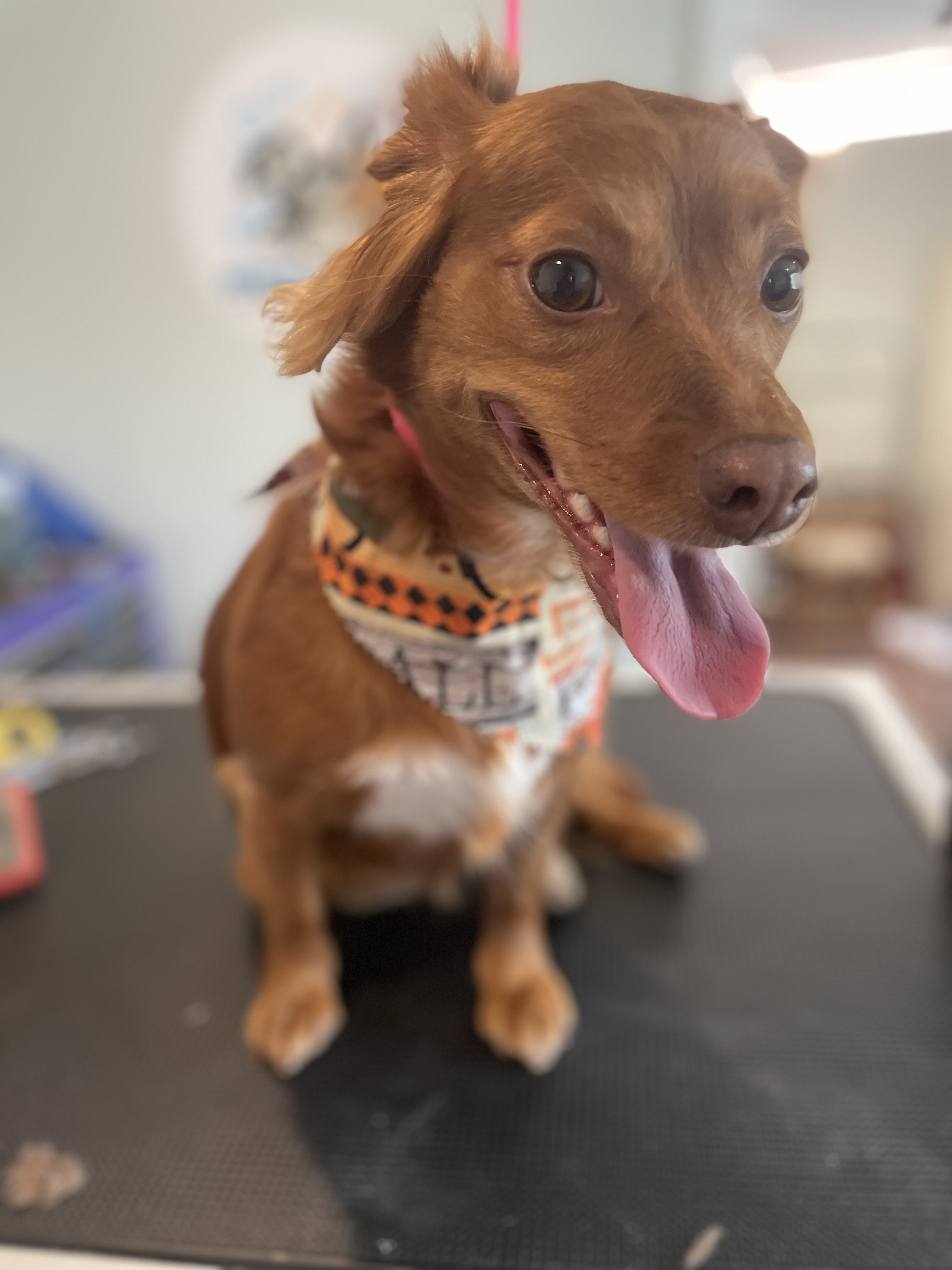 Online booking Ashley’s Loving Touch Pet Grooming LLC