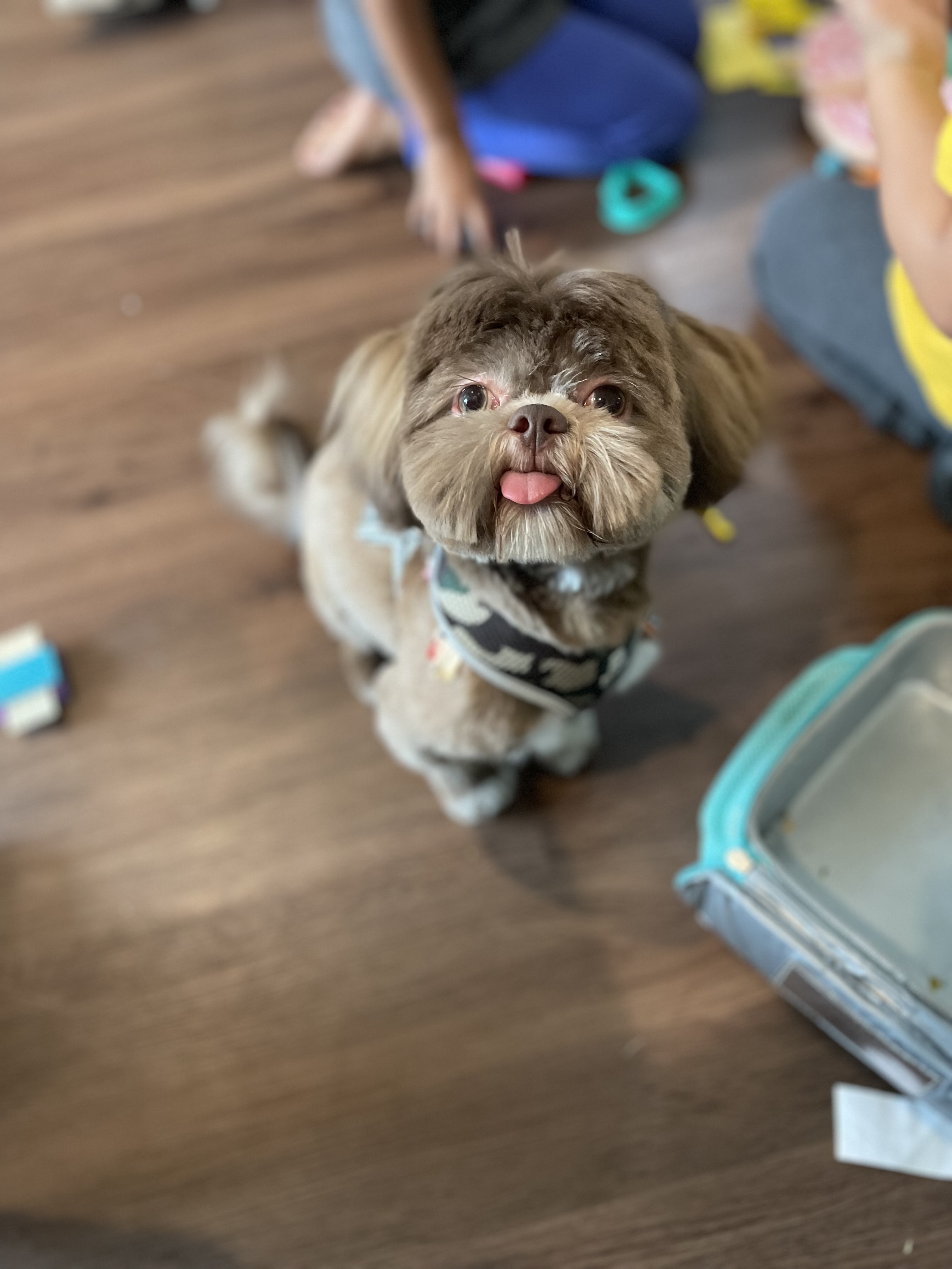 Online booking Ashley’s Loving Touch Pet Grooming LLC