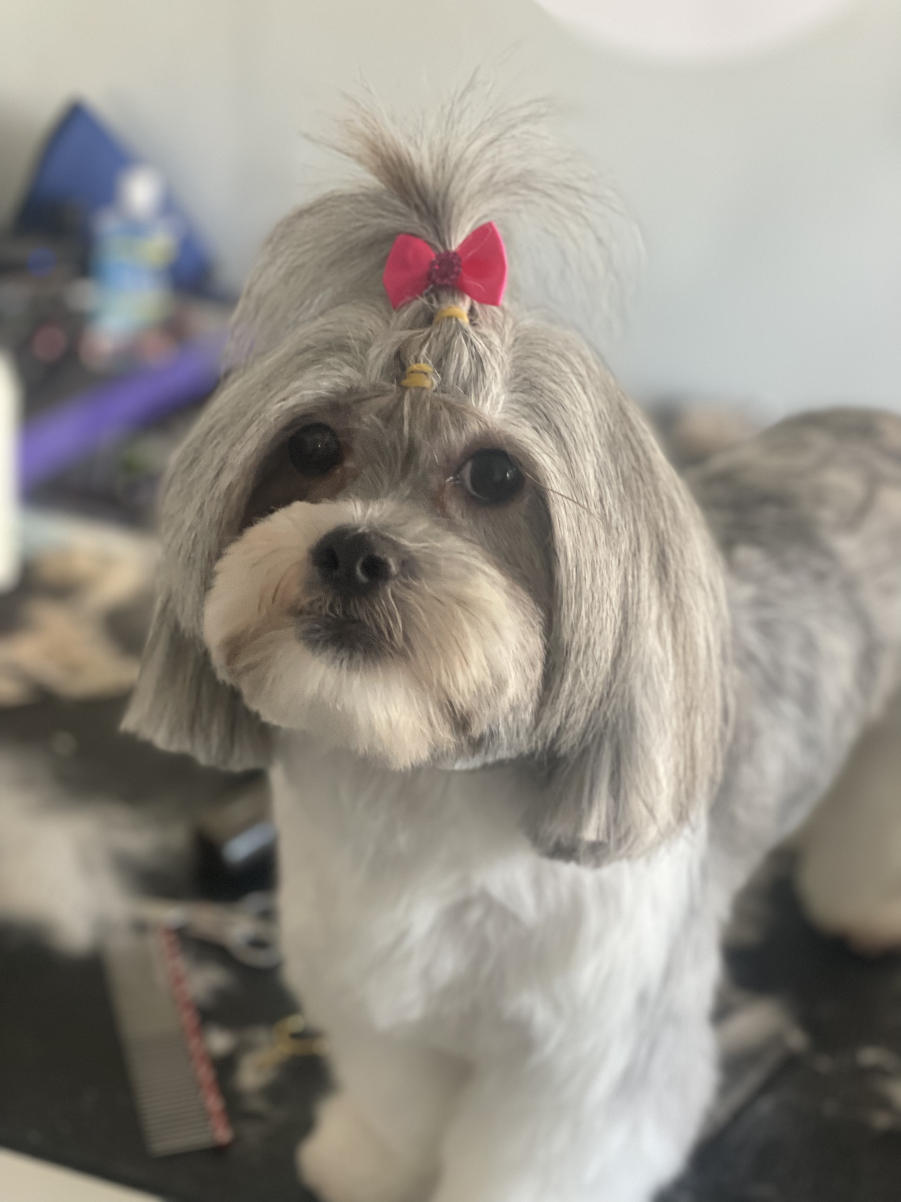 Online booking Ashley’s Loving Touch Pet Grooming LLC