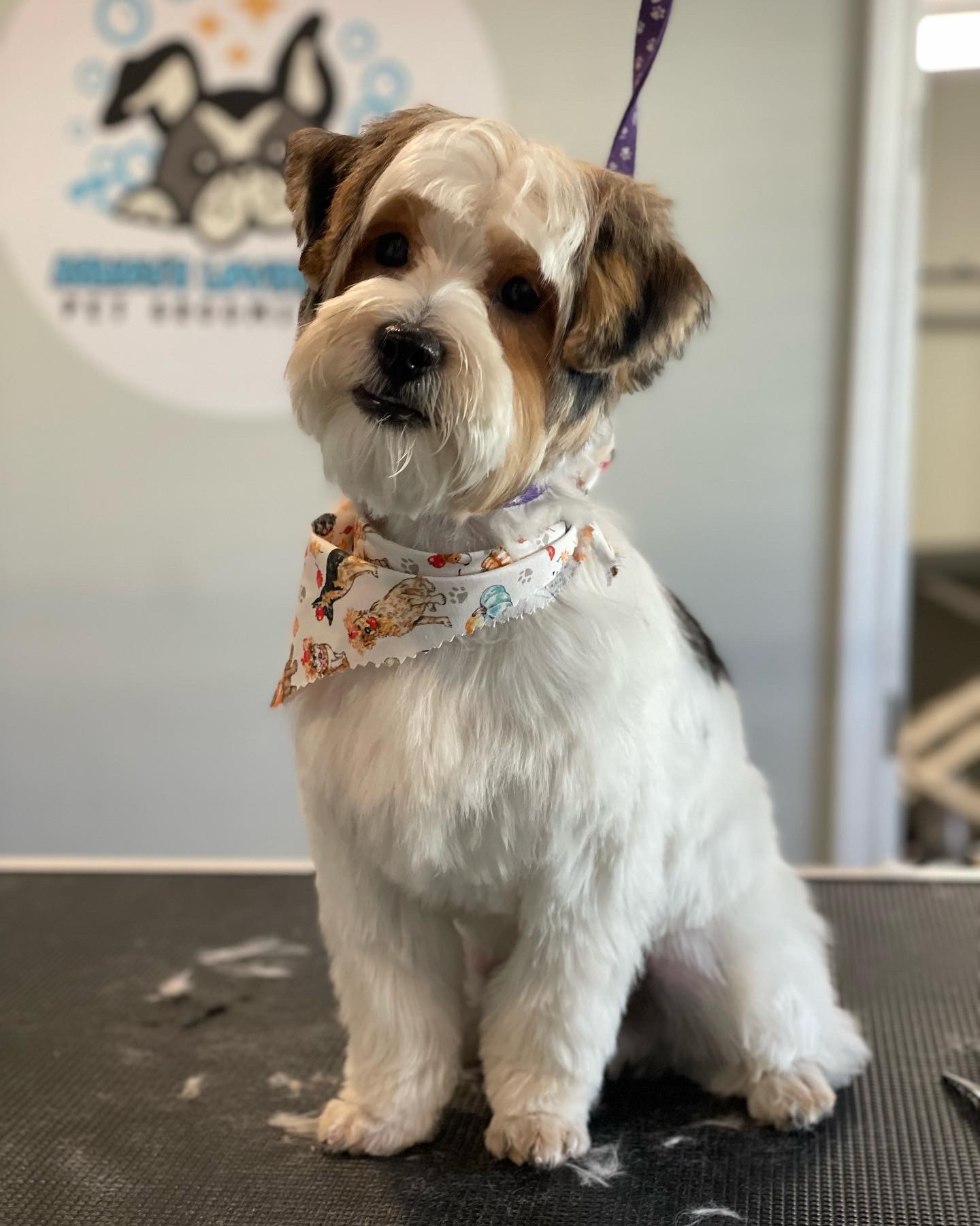 Online booking Ashley’s Loving Touch Pet Grooming LLC