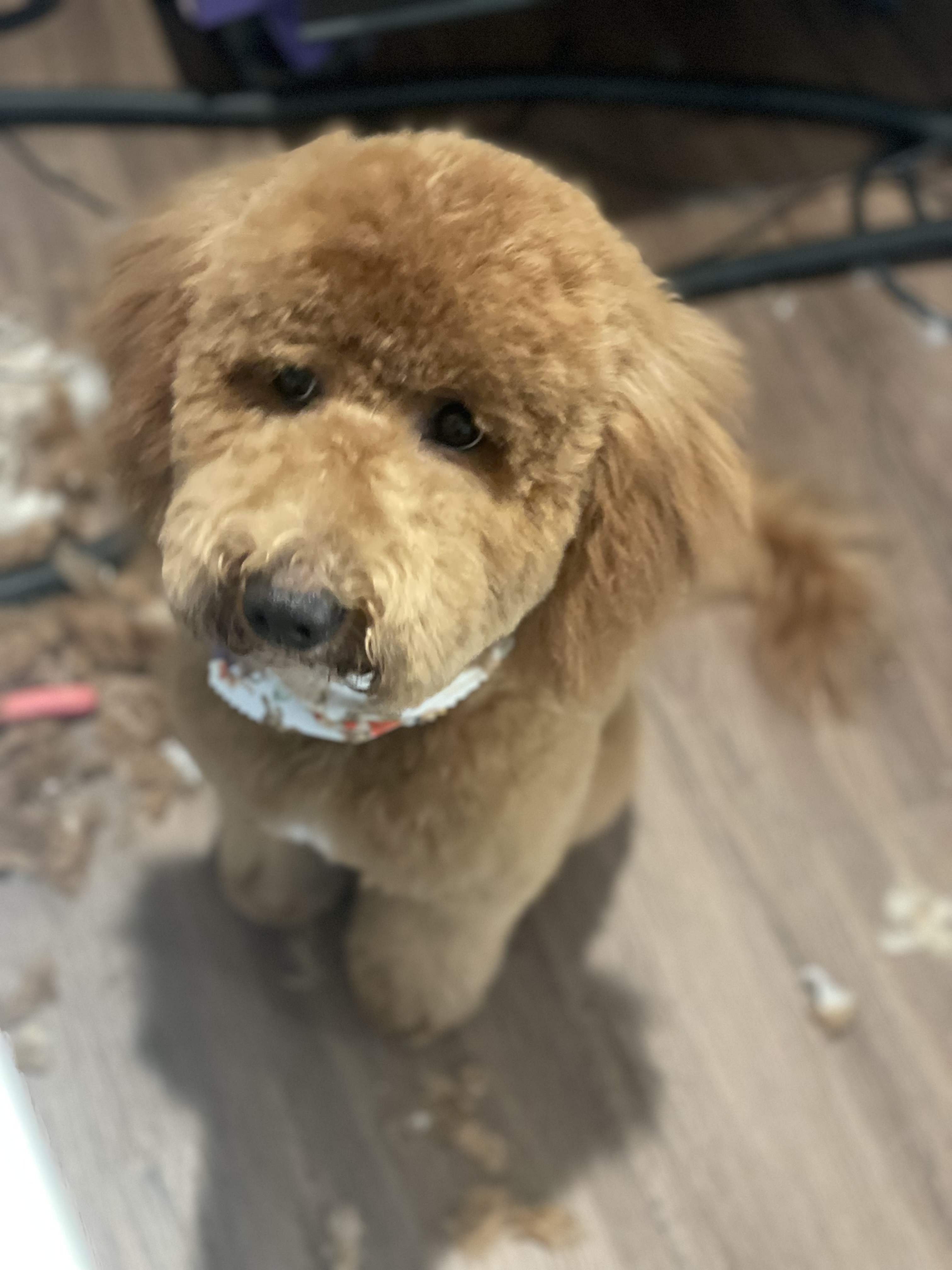 Online booking Ashley’s Loving Touch Pet Grooming LLC