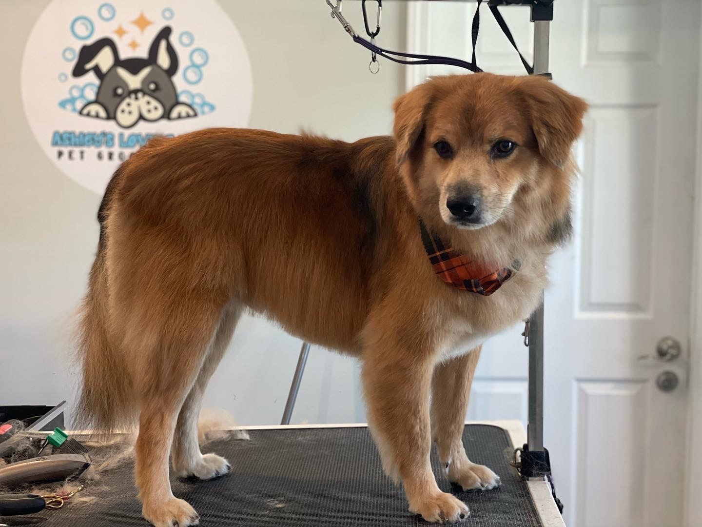 Online booking Ashley’s Loving Touch Pet Grooming LLC