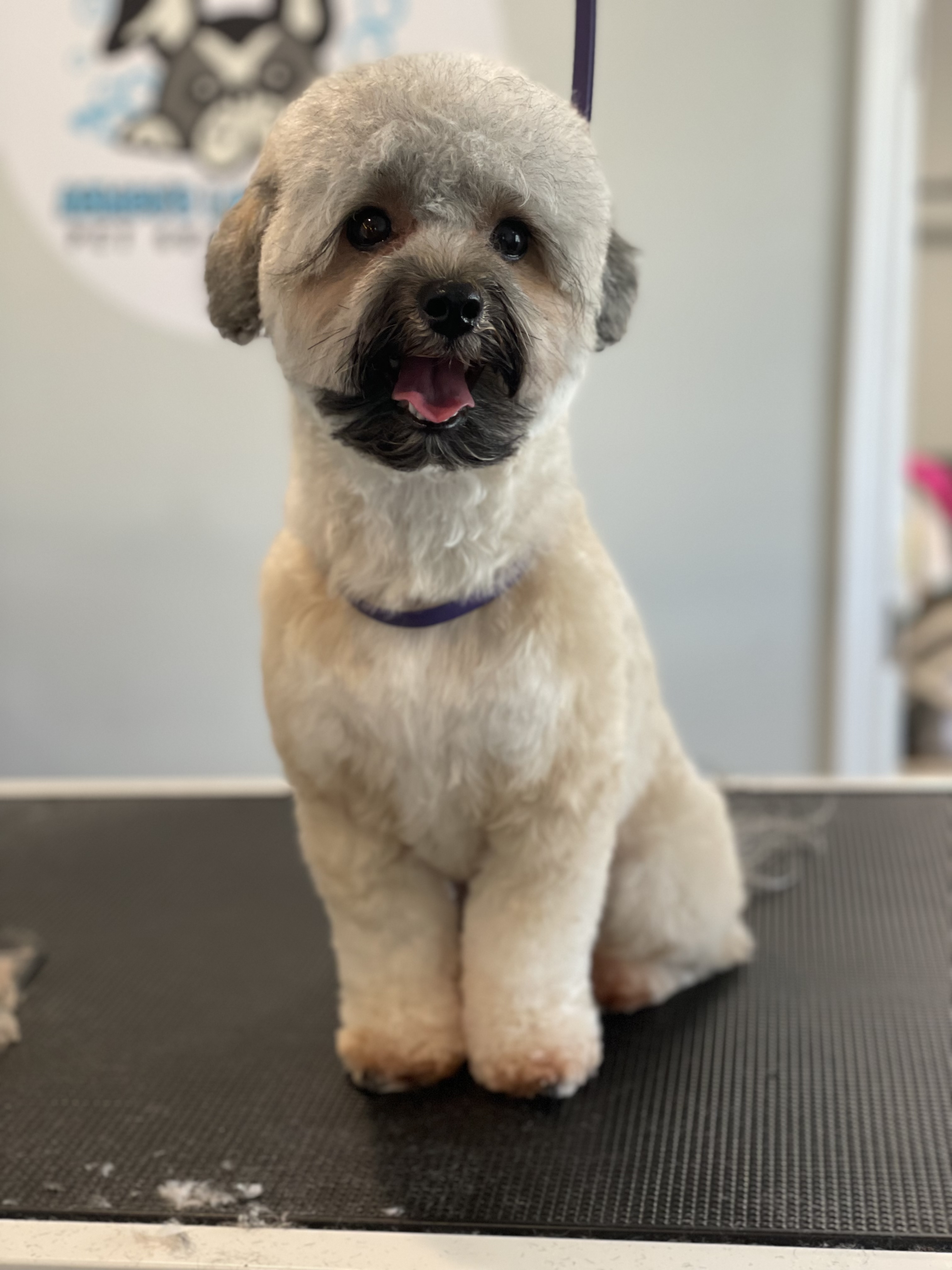 Online booking Ashley’s Loving Touch Pet Grooming LLC