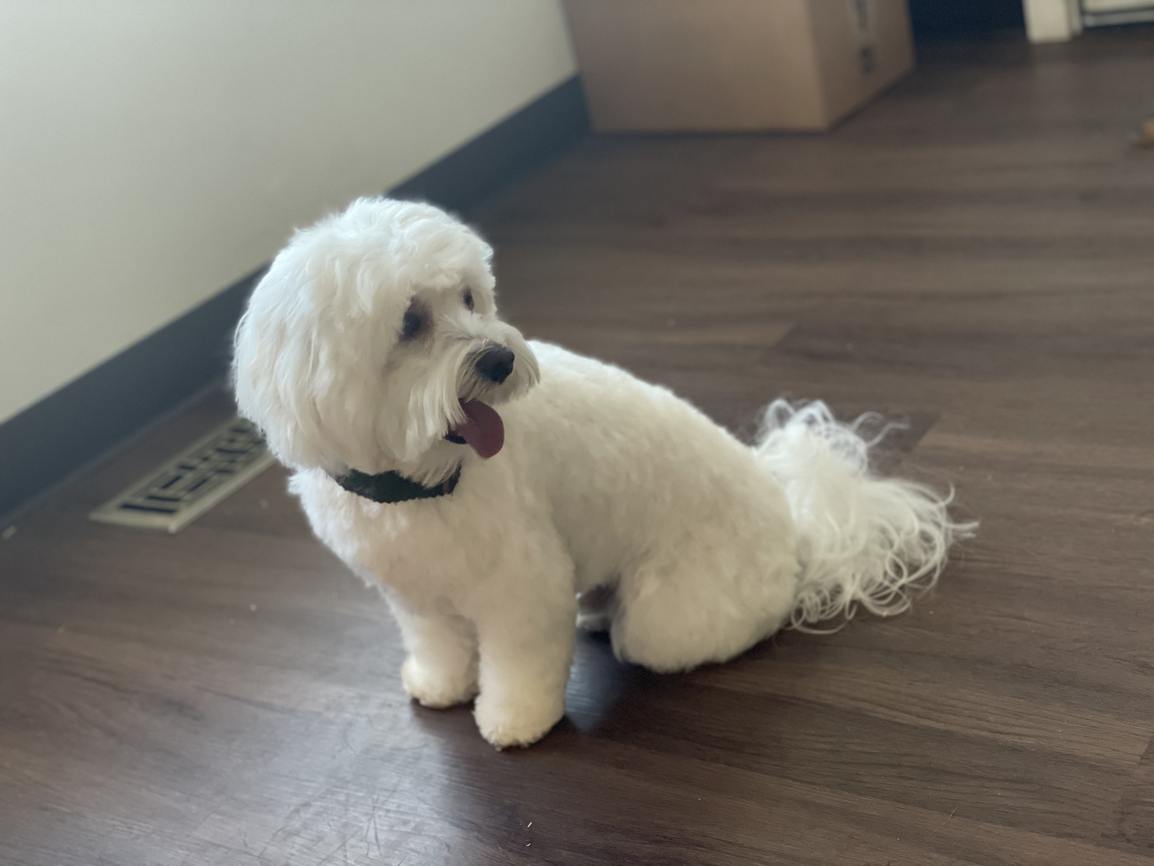 Online booking Ashley’s Loving Touch Pet Grooming LLC