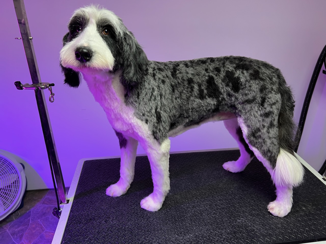 Online booking Upstate Pet Grooming