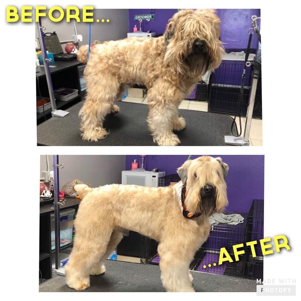Online booking - Ninja Paw Mobile Groomers