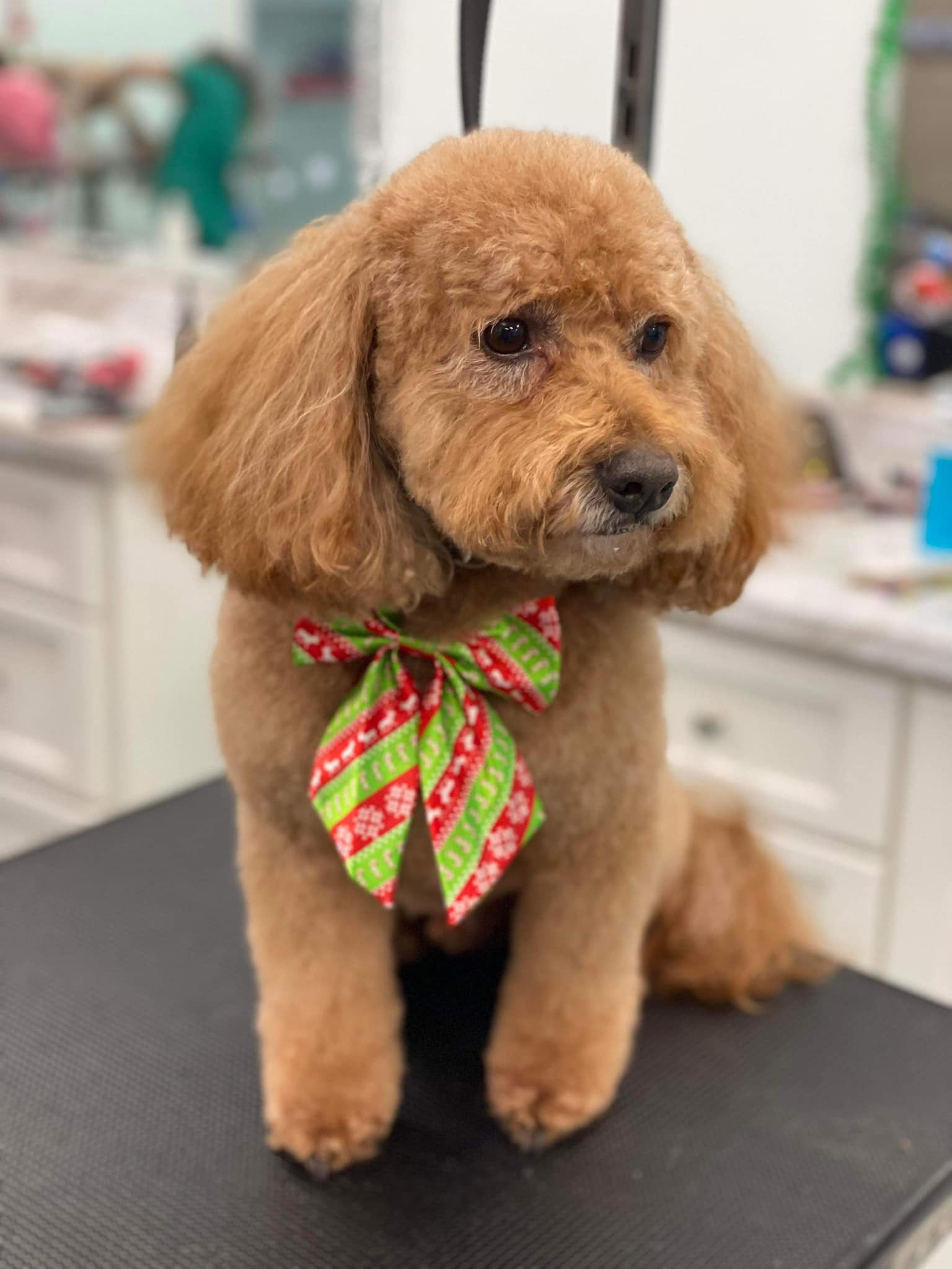 Online booking Bows and Bones Pet Grooming