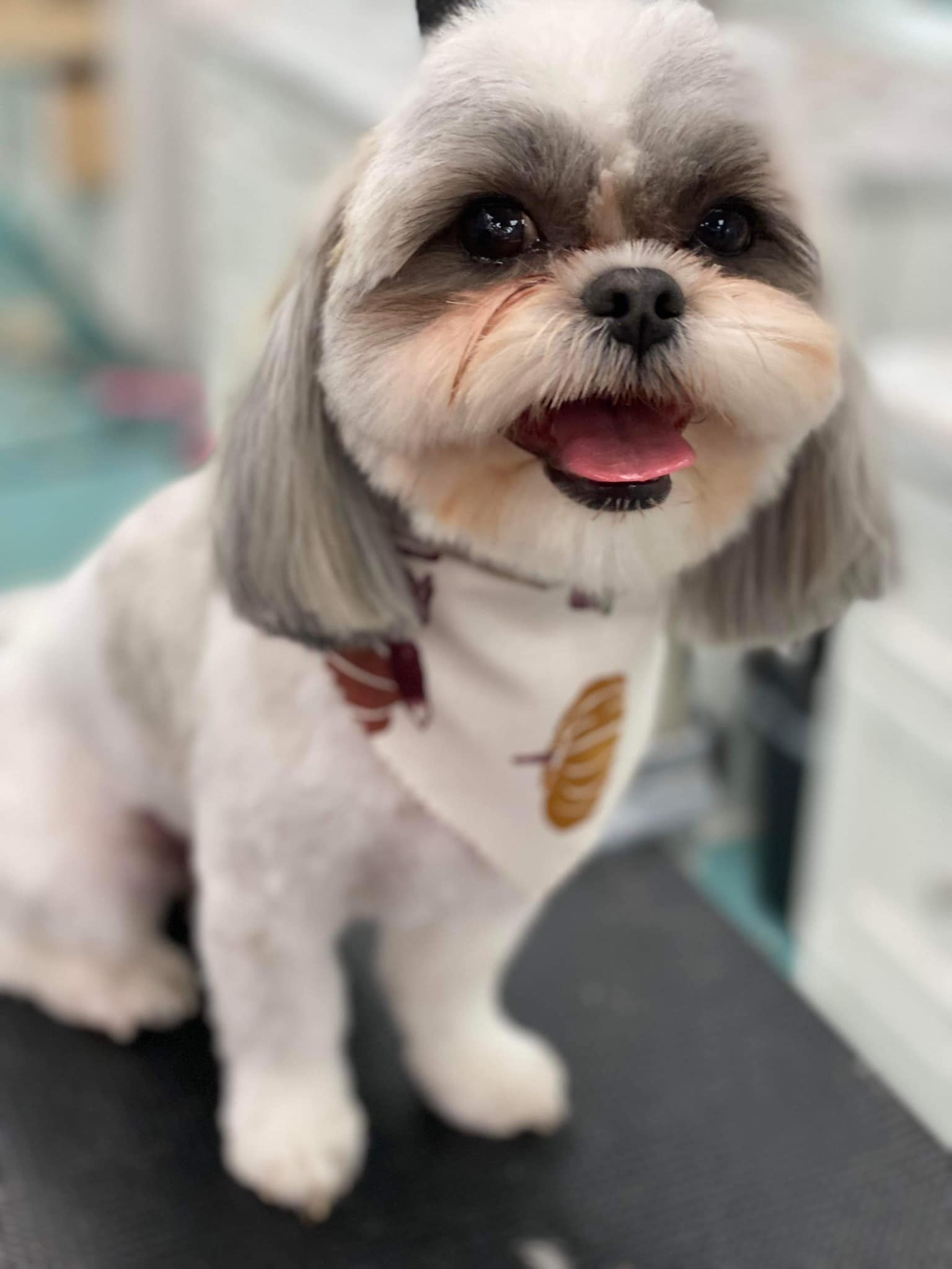 Online booking Bows and Bones Pet Grooming