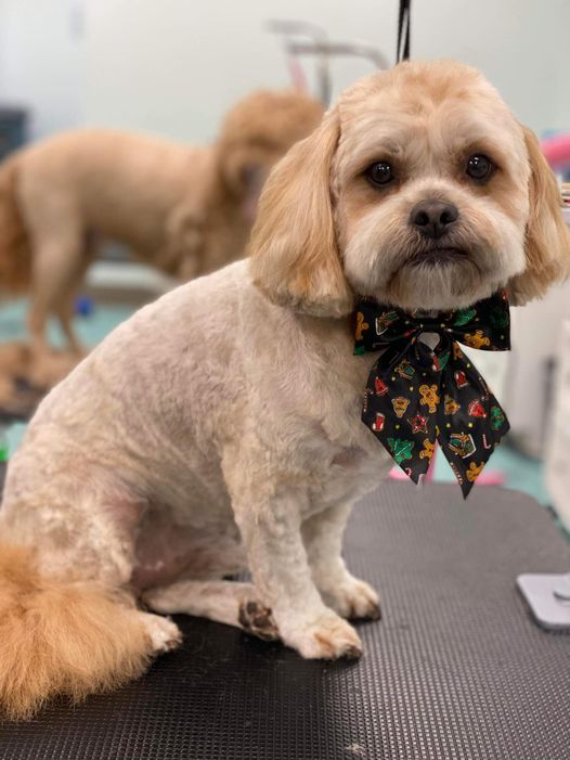 Online booking Bows and Bones Pet Grooming