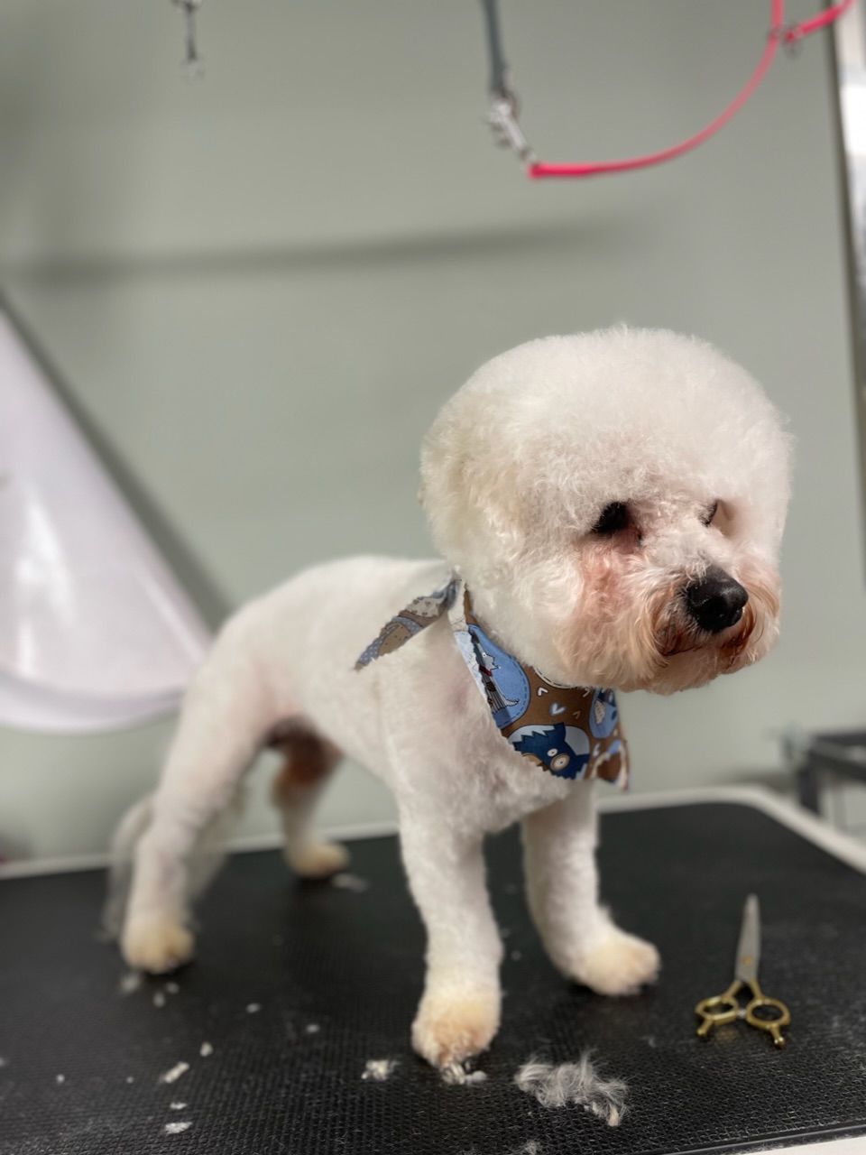 Online booking Ashley’s Loving Touch Pet Grooming LLC