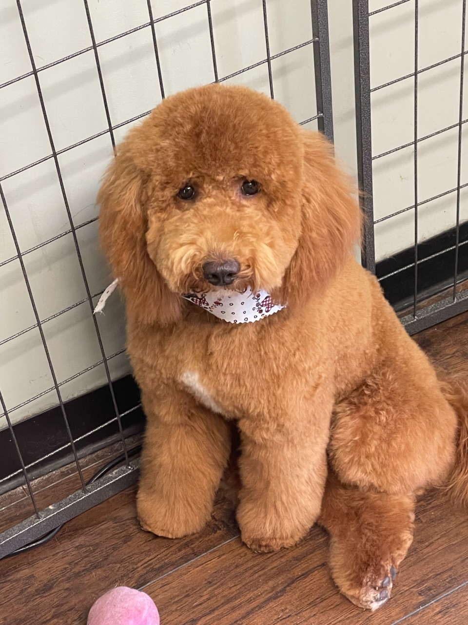 Online booking Ashley’s Loving Touch Pet Grooming LLC