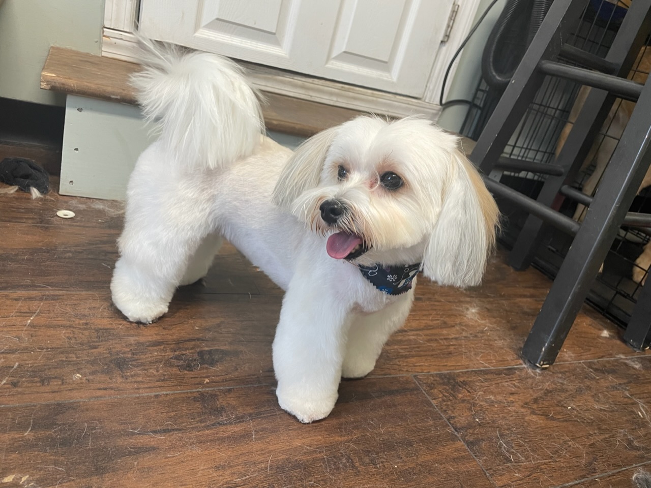 Online booking Ashley’s Loving Touch Pet Grooming LLC