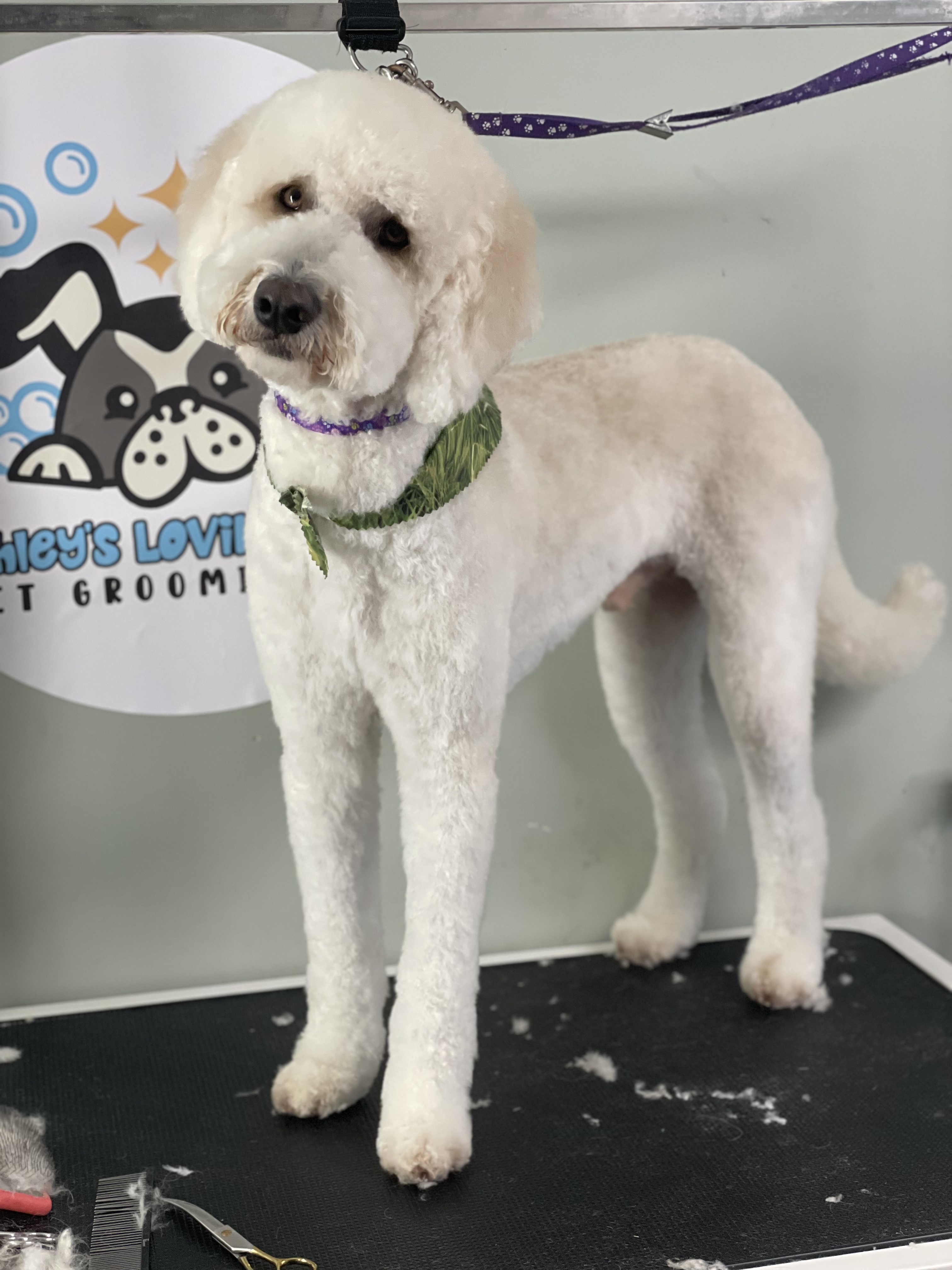 Online booking Ashley’s Loving Touch Pet Grooming LLC