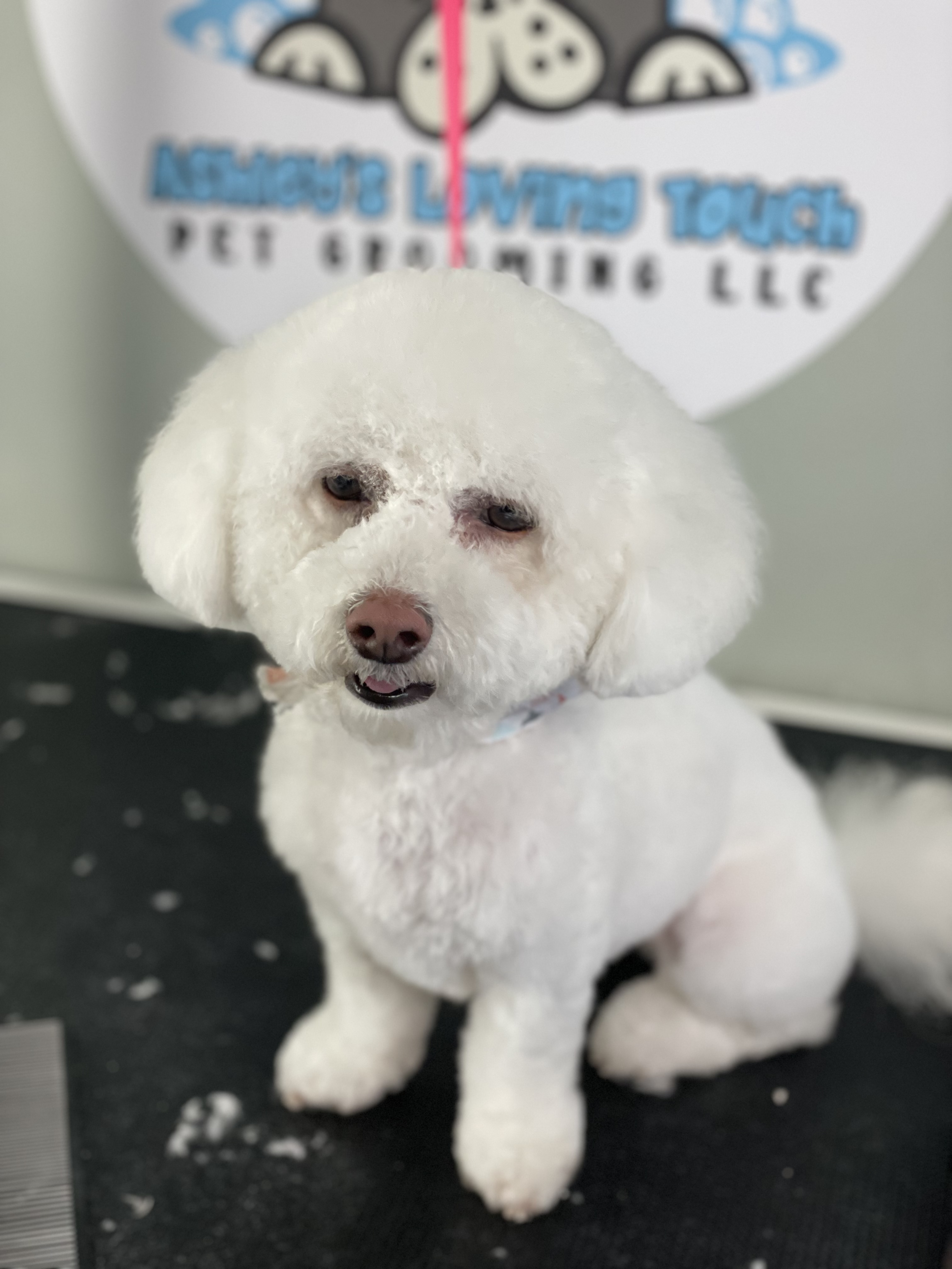 Online booking Ashley’s Loving Touch Pet Grooming LLC