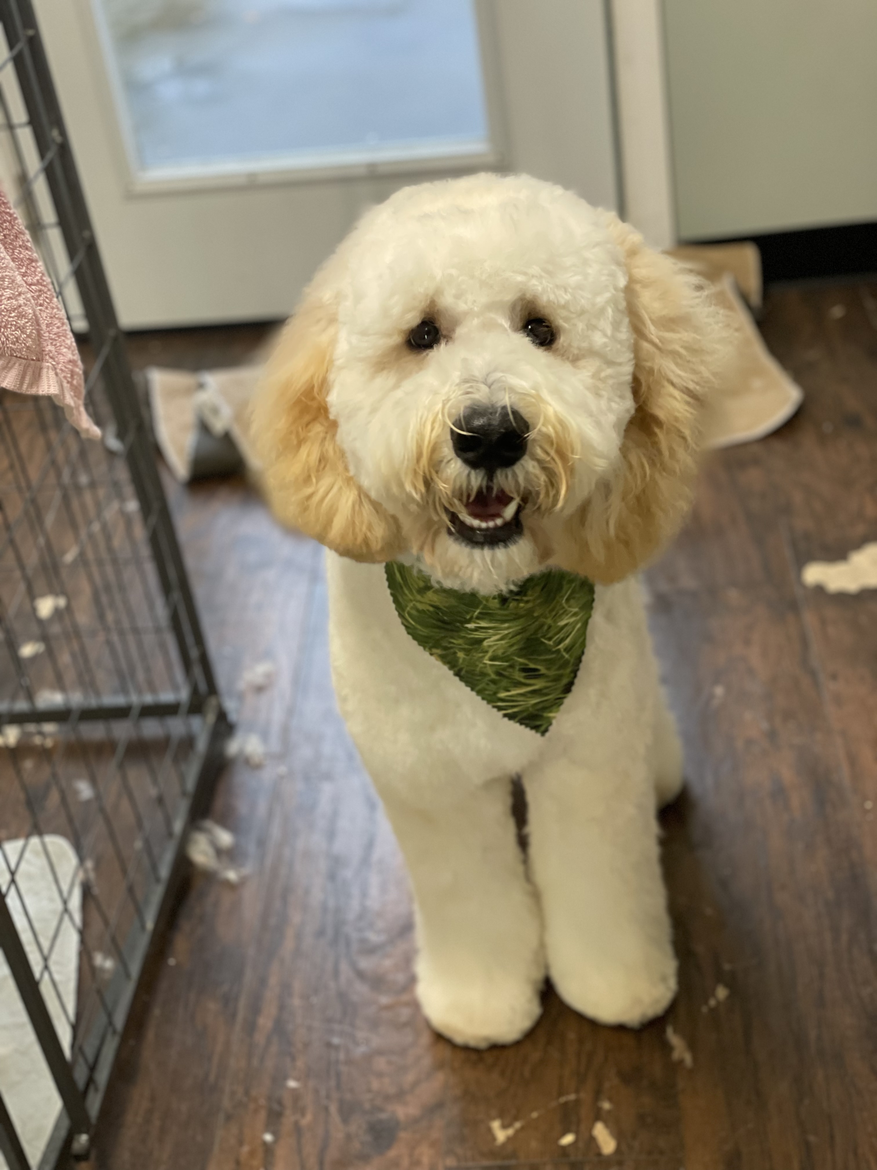 Online booking Ashley’s Loving Touch Pet Grooming LLC