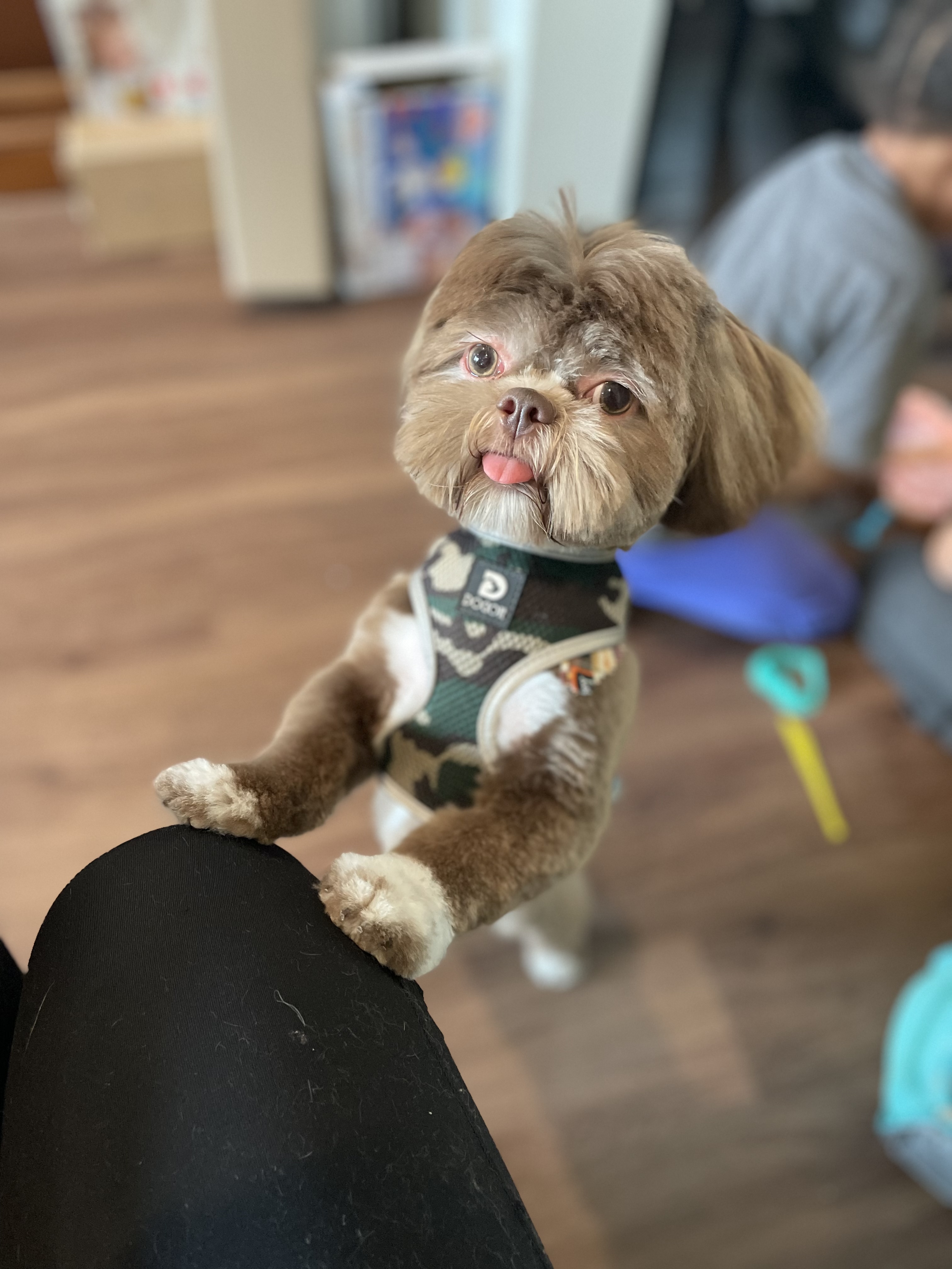 Online booking Ashley’s Loving Touch Pet Grooming LLC