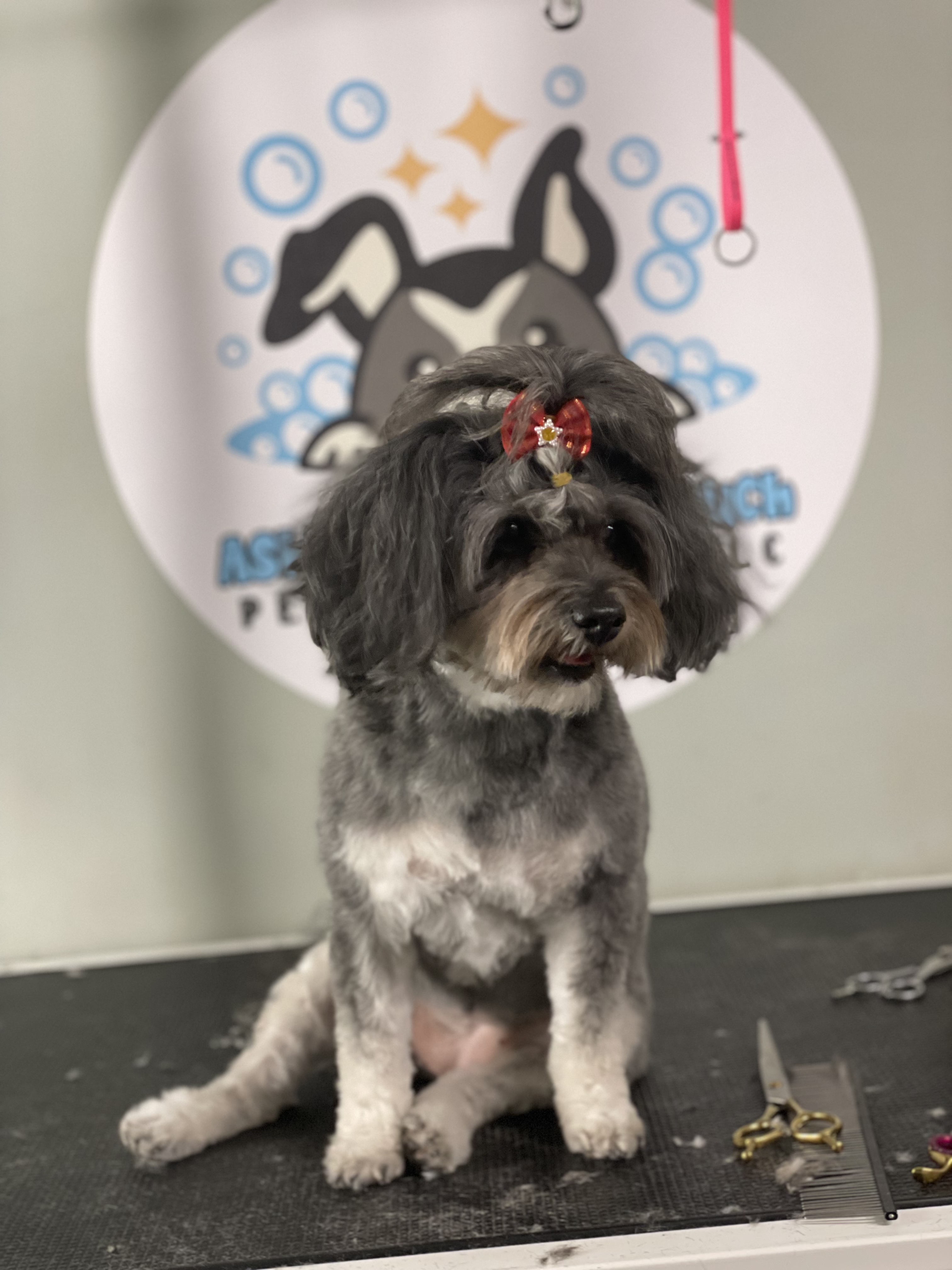 Online booking Ashley’s Loving Touch Pet Grooming LLC