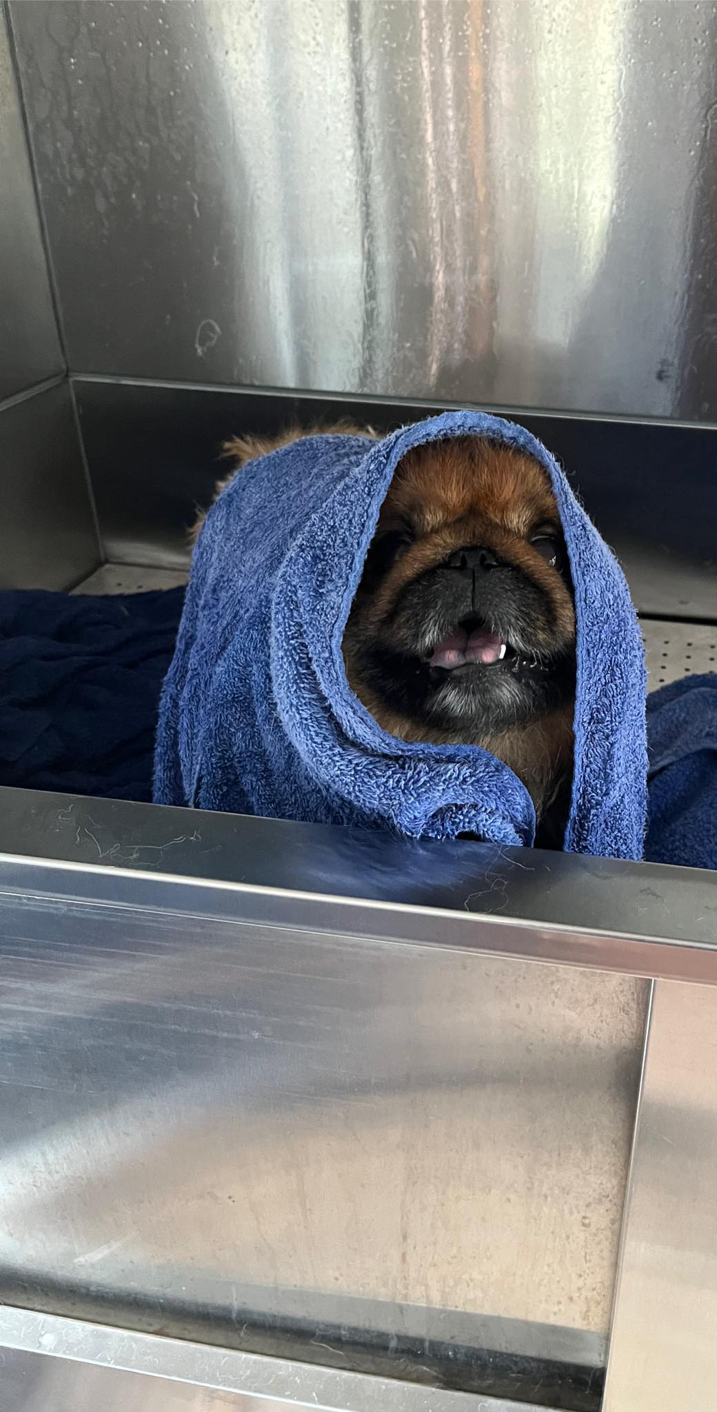 Online booking Waggin’ Wheels