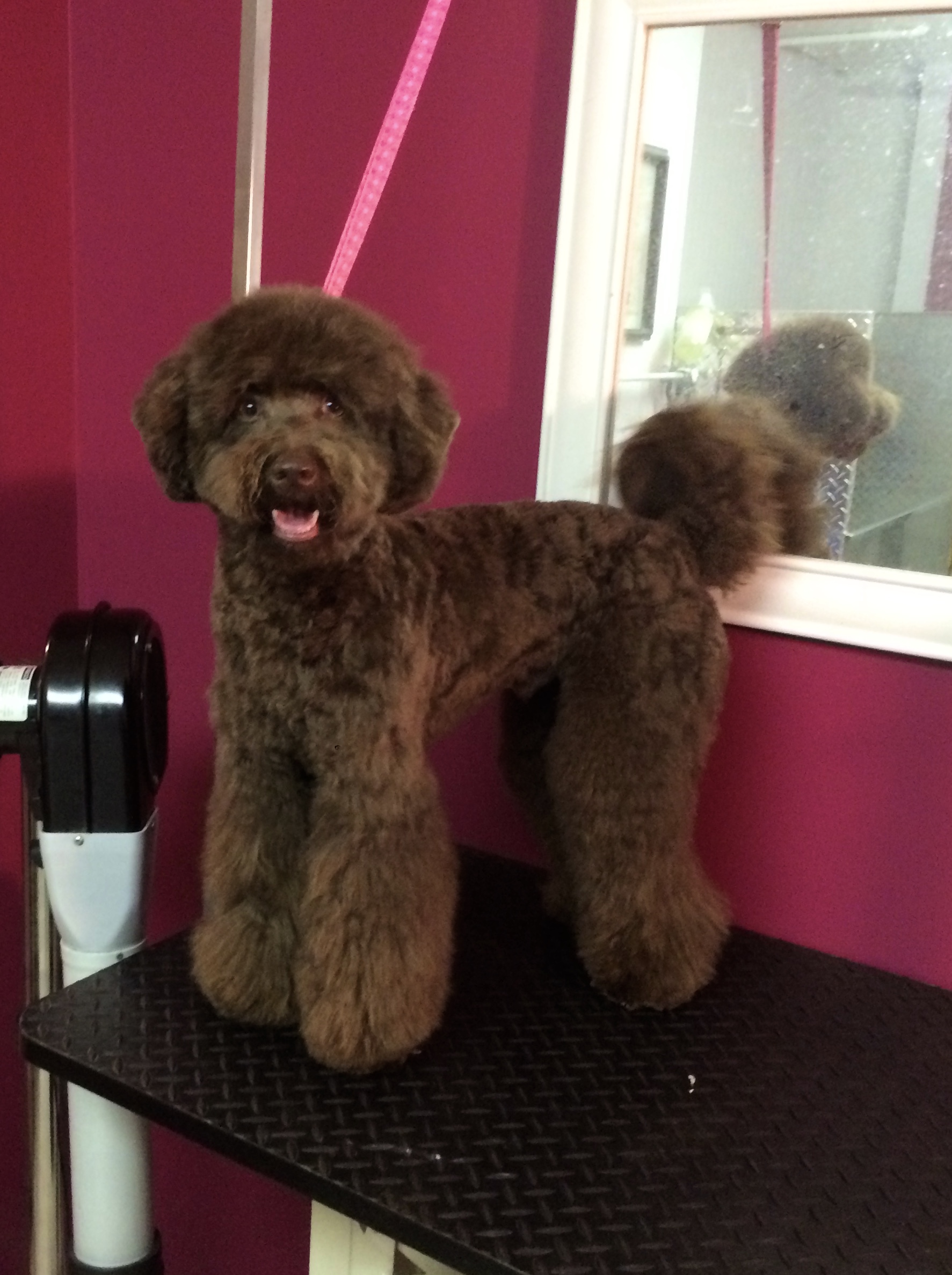 Online booking All Fur Paws Dog Spa