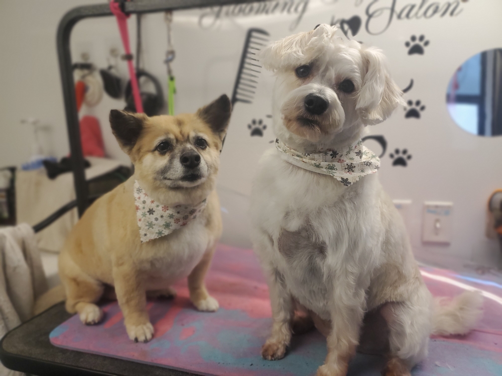 Online booking Curbside Clips Mobile Grooming