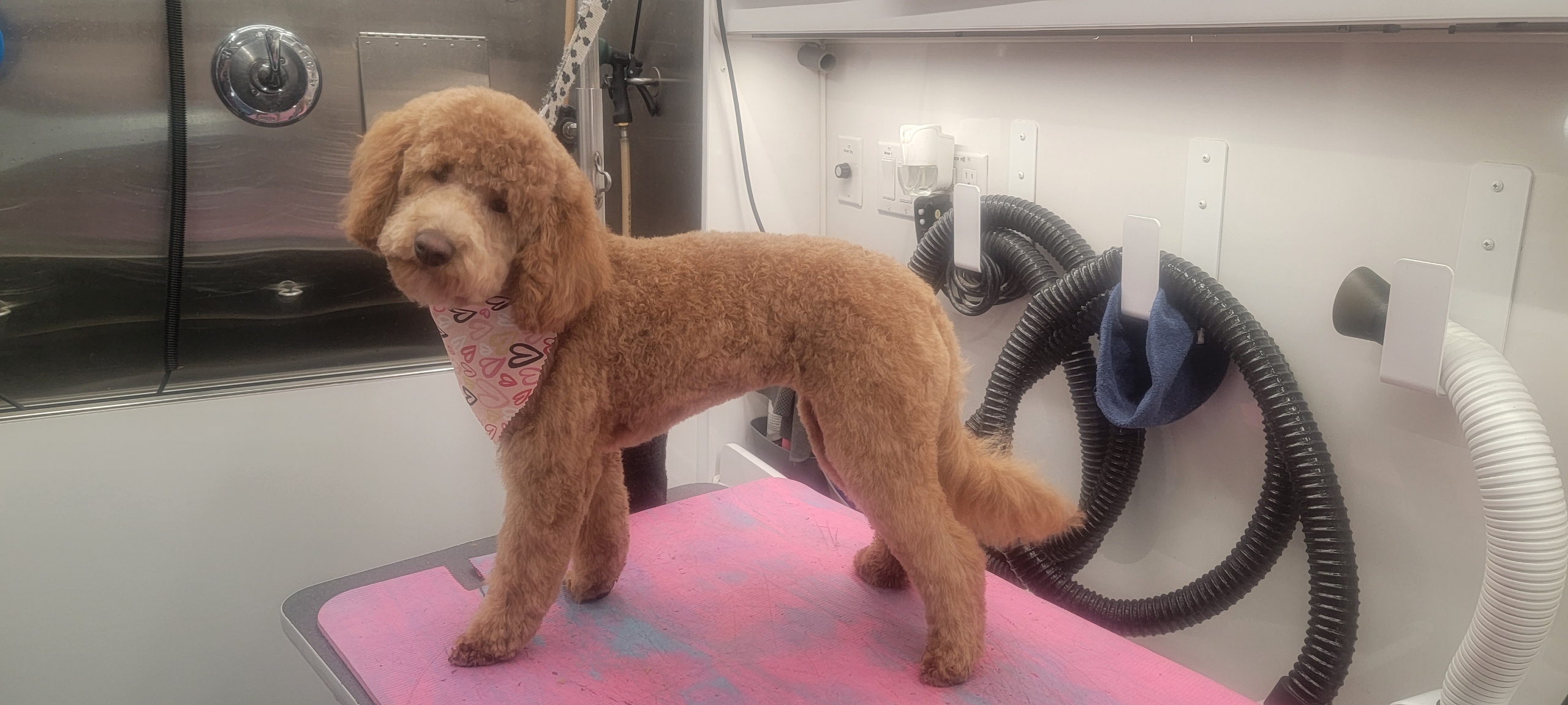 Online booking Curbside Clips Mobile Grooming