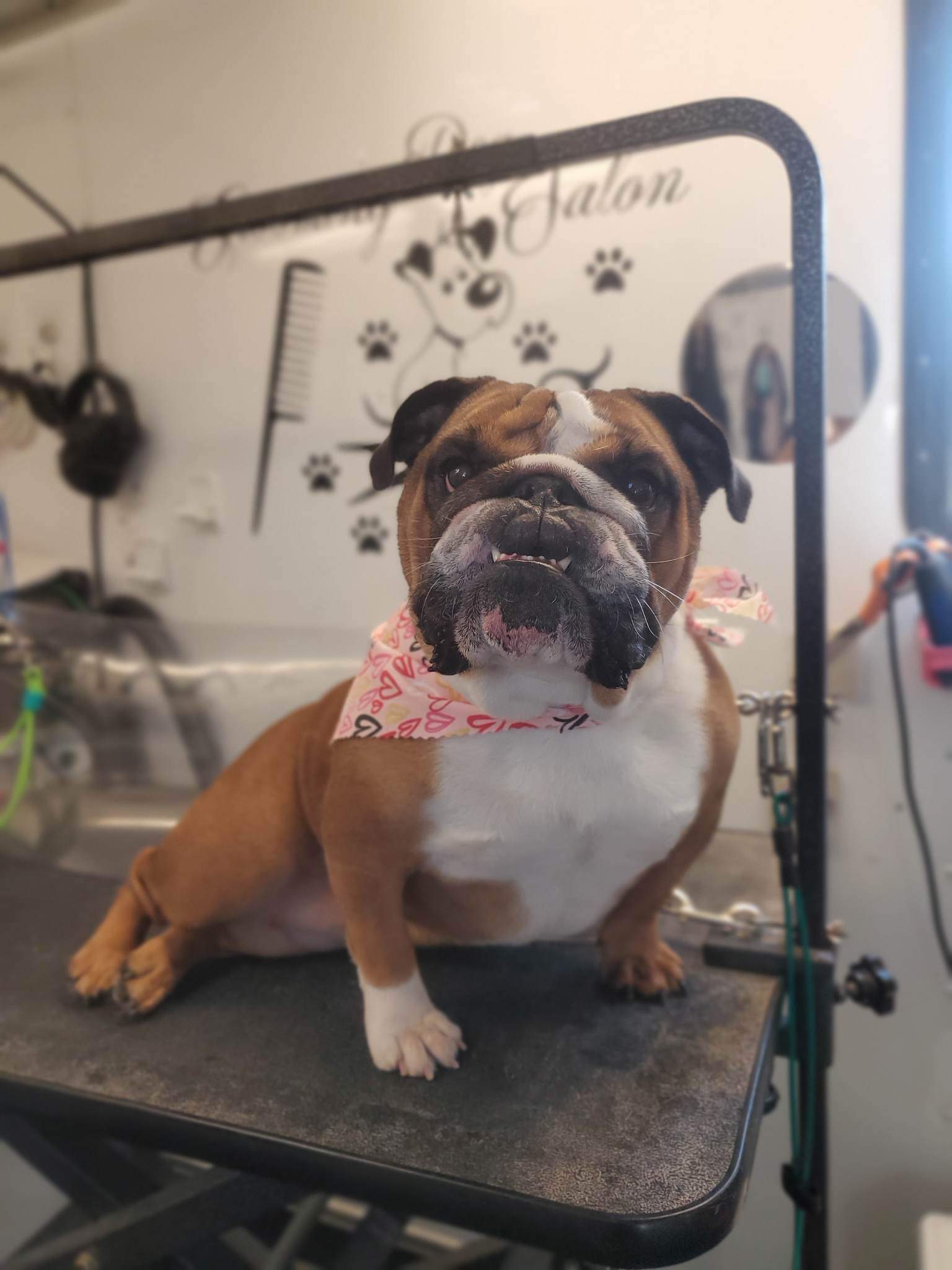 Online booking Curbside Clips Mobile Grooming