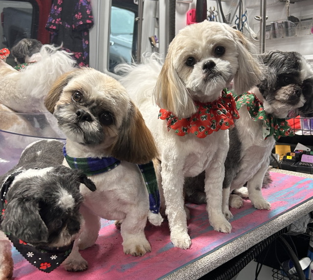 Online booking Curbside Clips Mobile Grooming