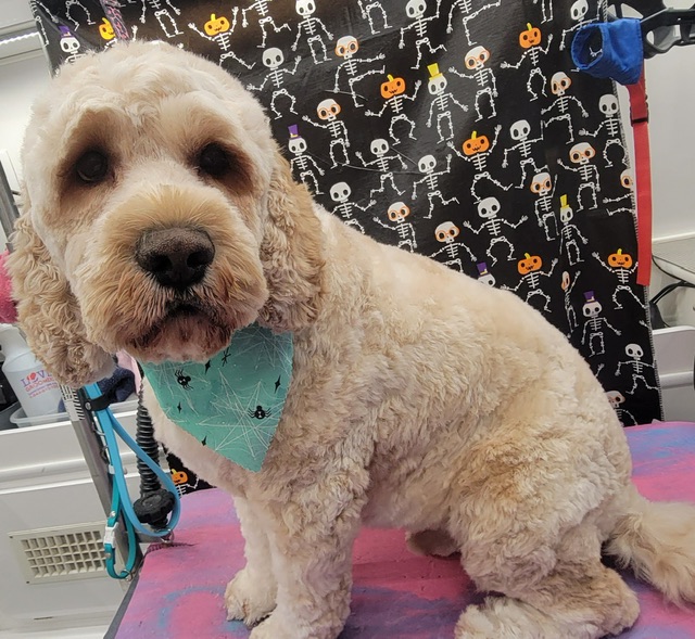 Online booking Curbside Clips Mobile Grooming