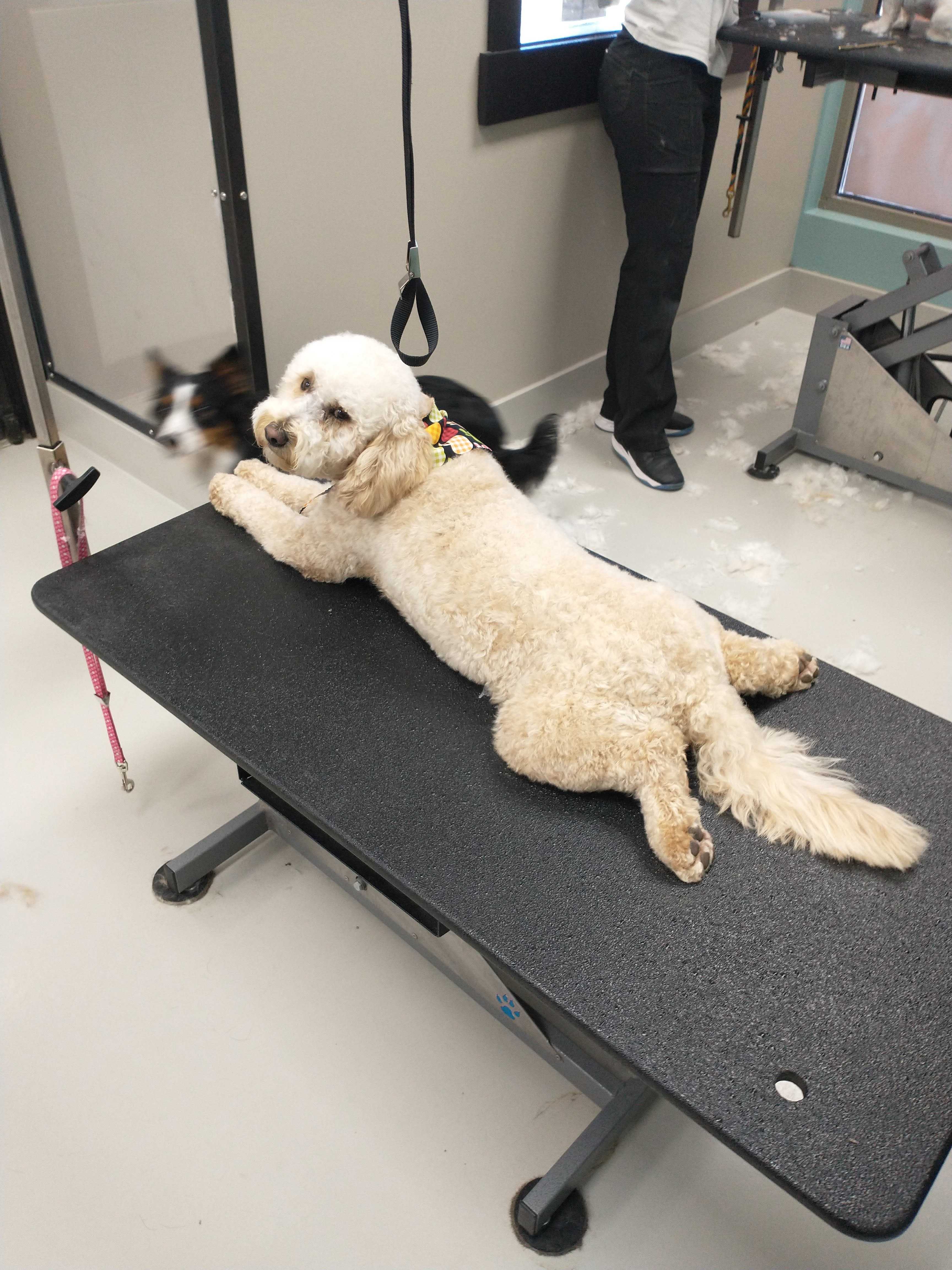 Online Booking Dee O Gee Bozeman Online Booking Dee O Gee Bozeman