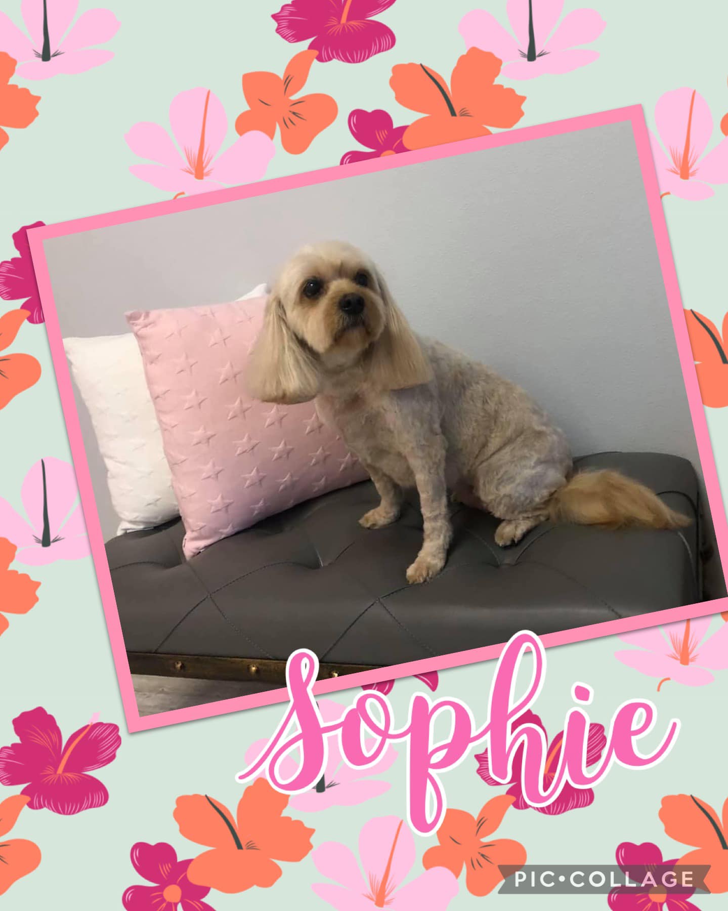 Online booking Shannon's Grooming