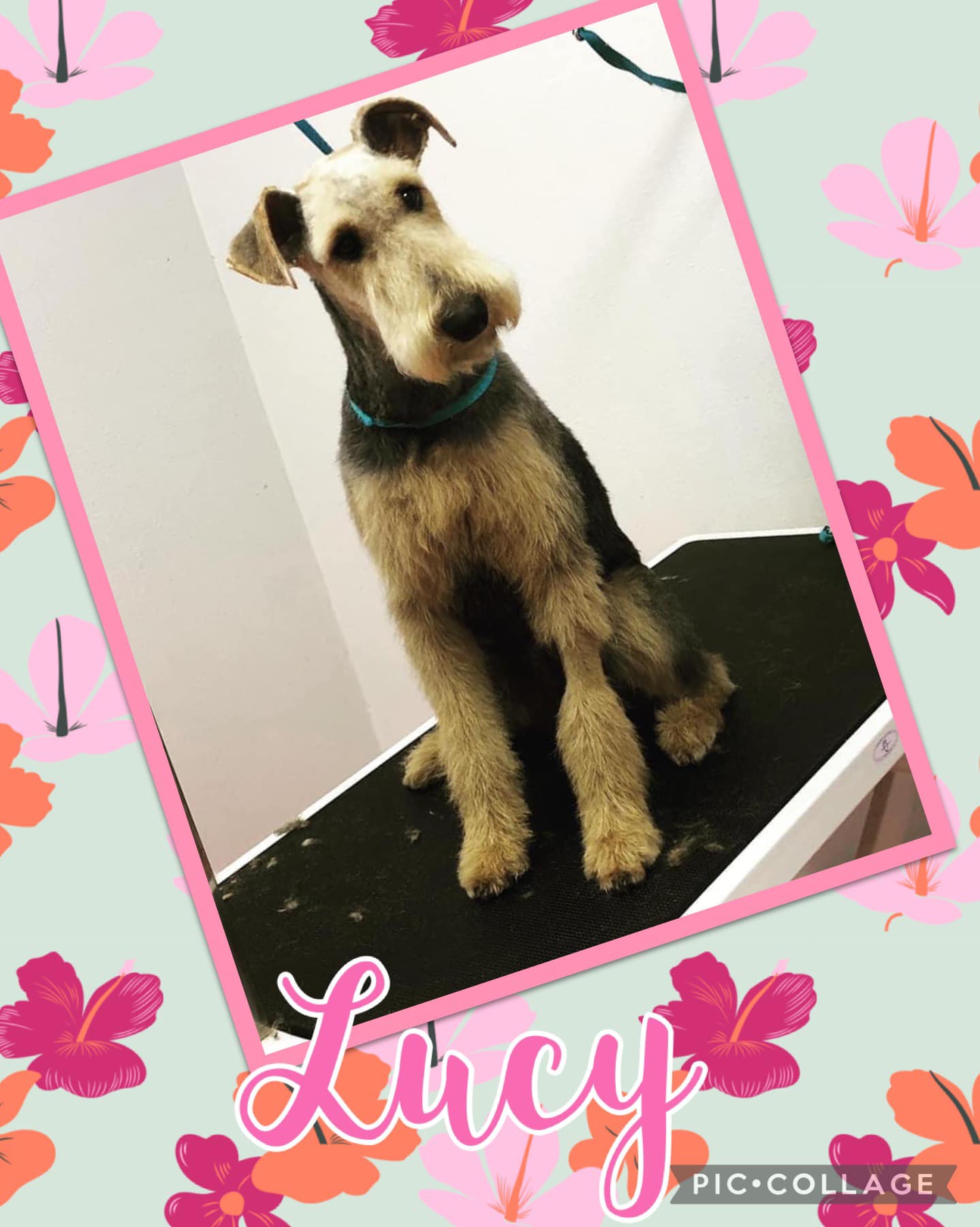 Online booking Shannon's Grooming