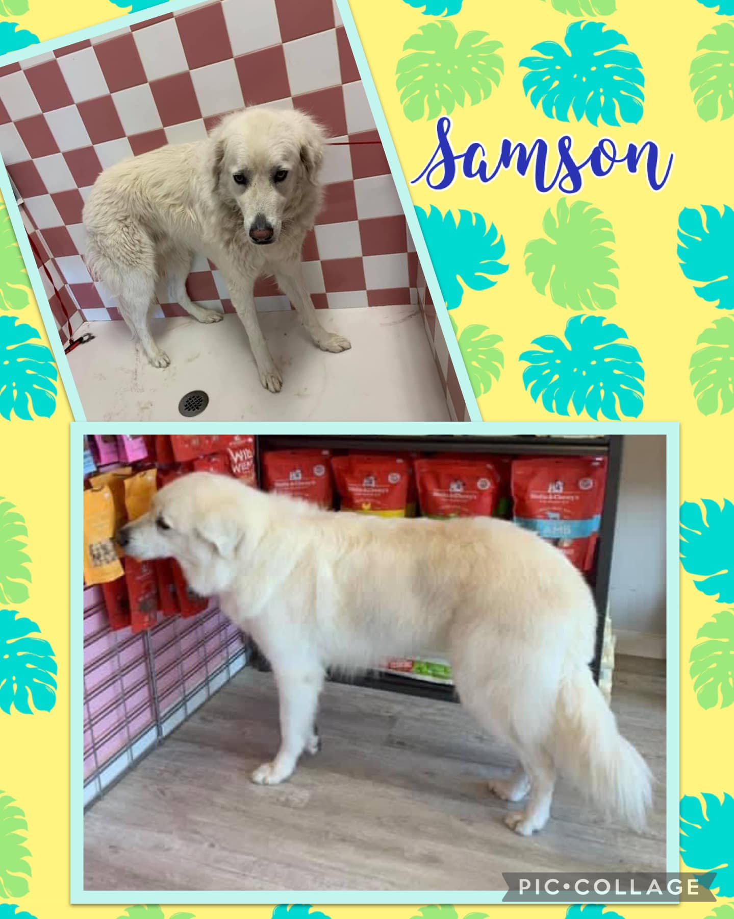 Online booking Shannon's Grooming