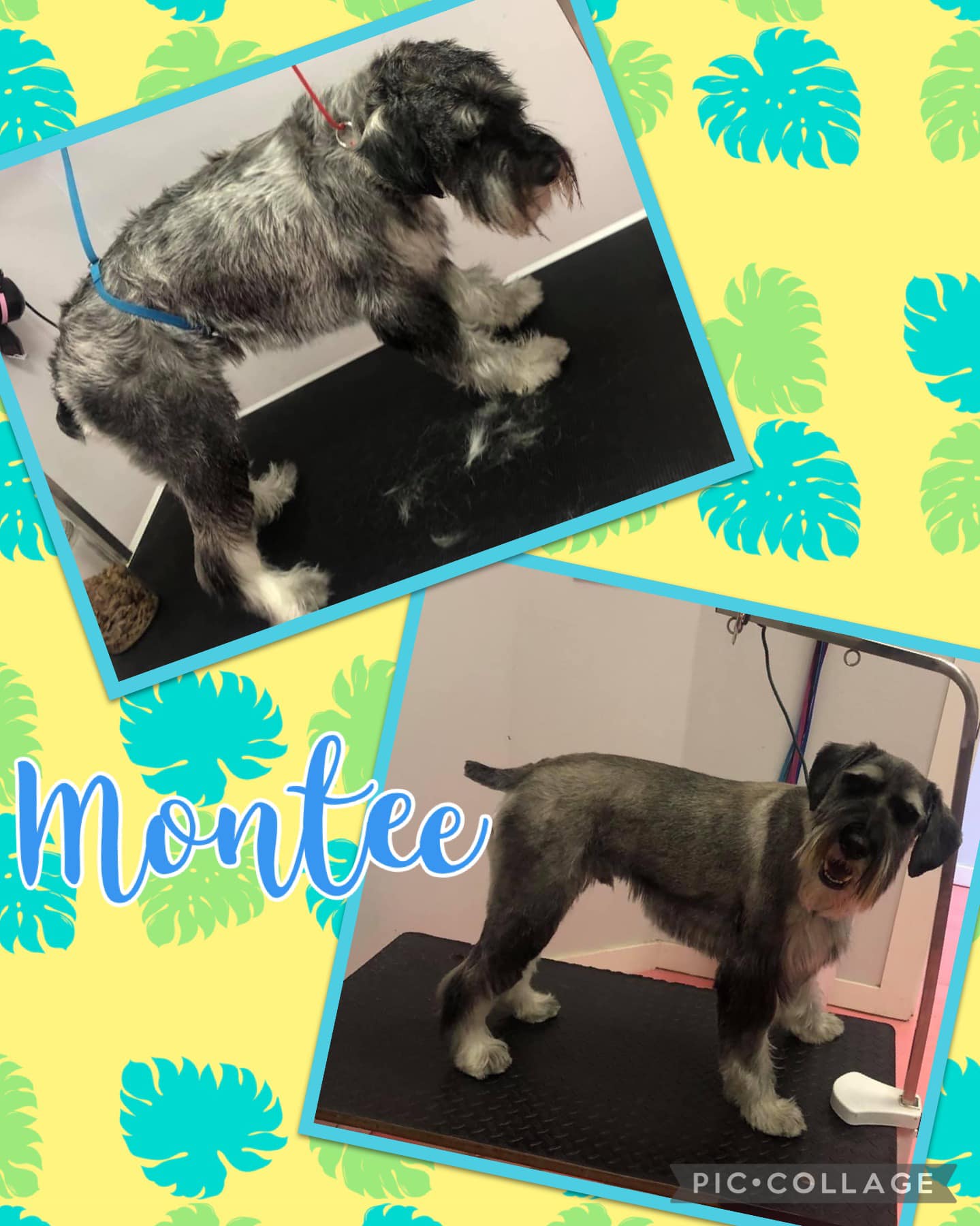 Online booking Shannon's Grooming