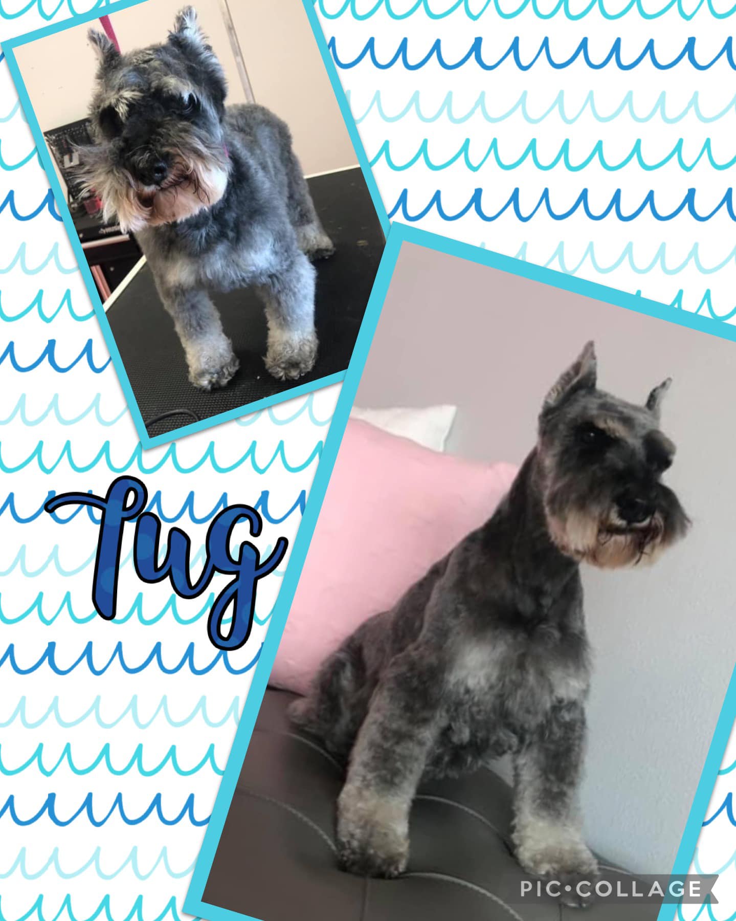 Online booking Shannon's Grooming