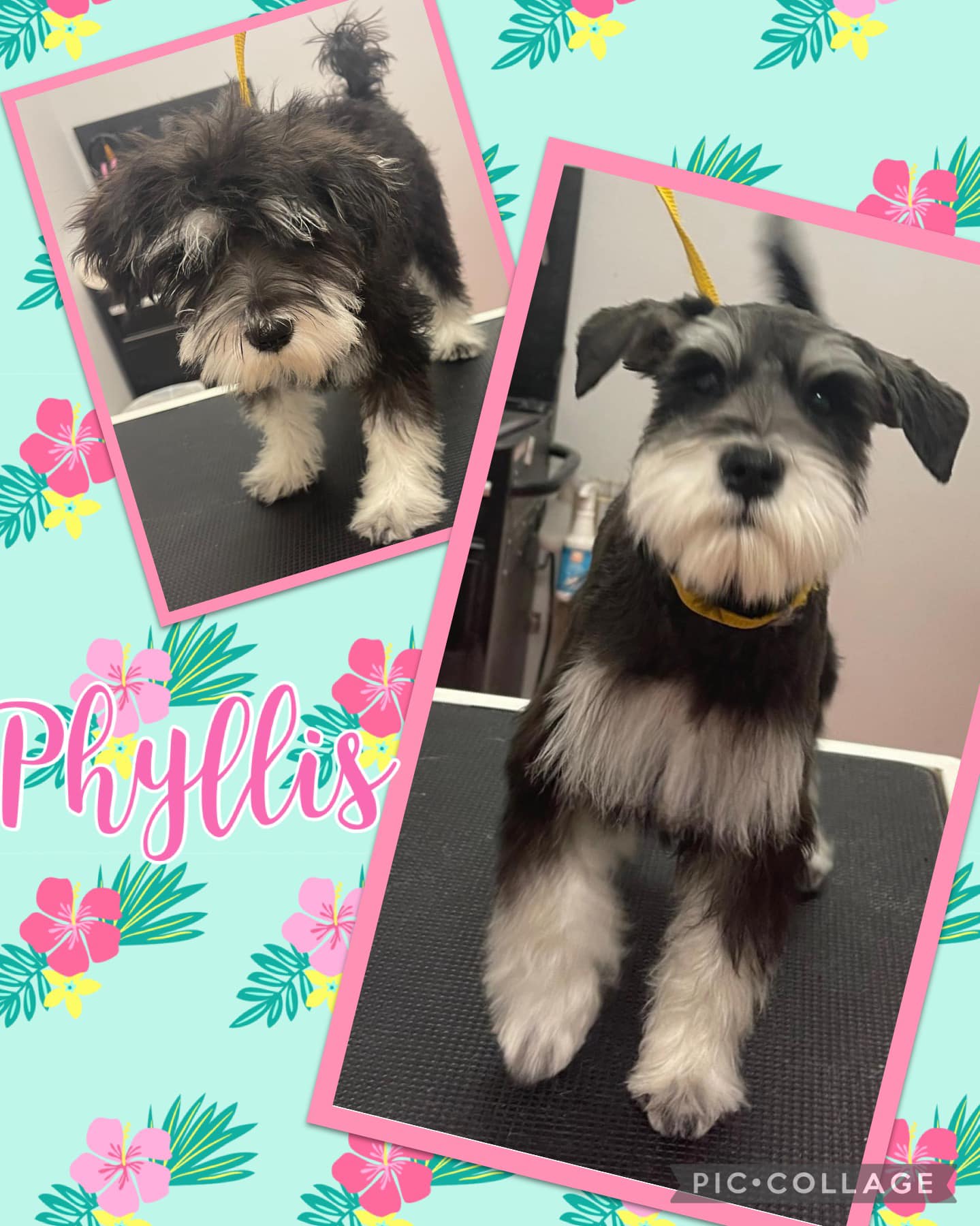 Online booking Shannon's Grooming