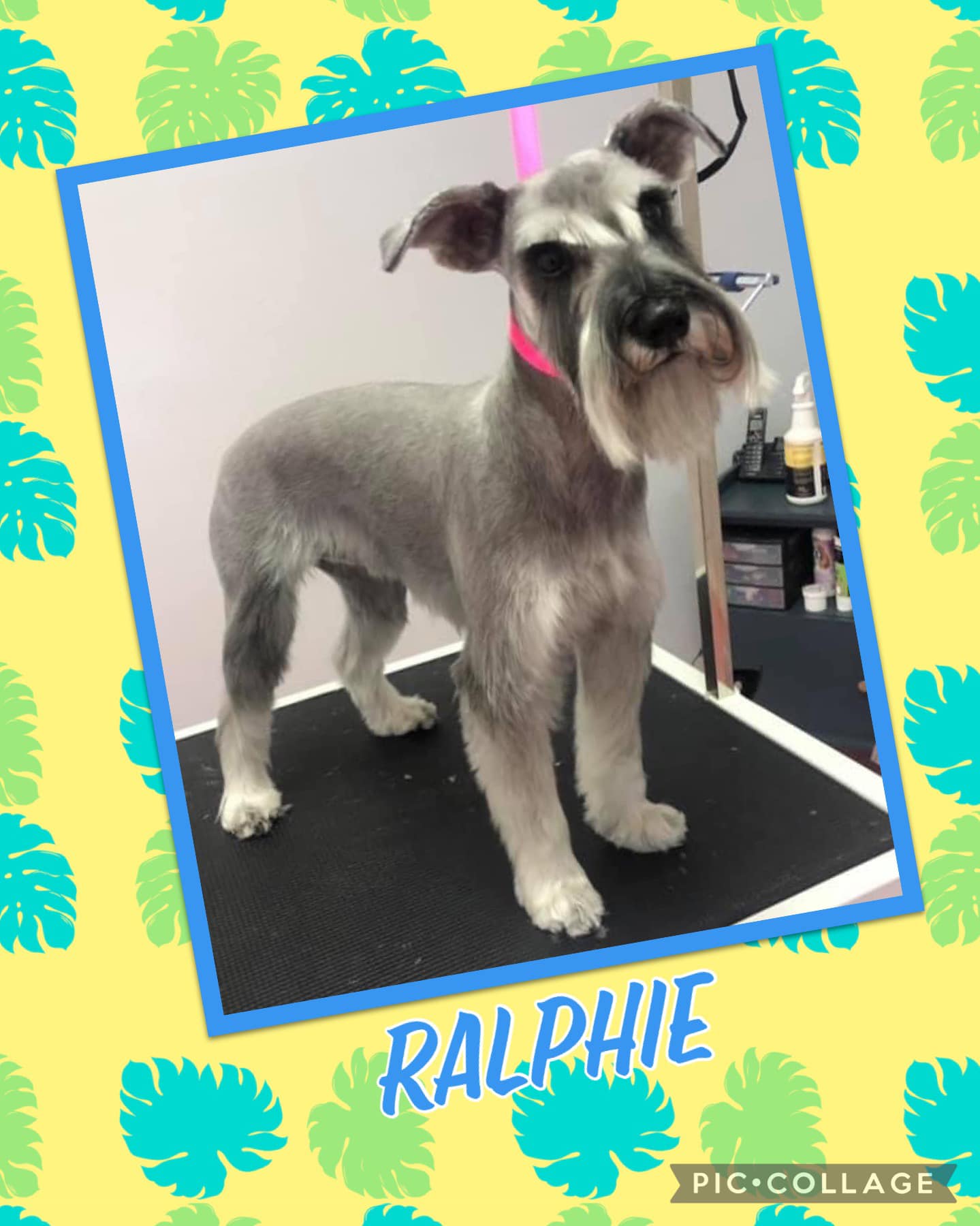 Online booking Shannon's Grooming