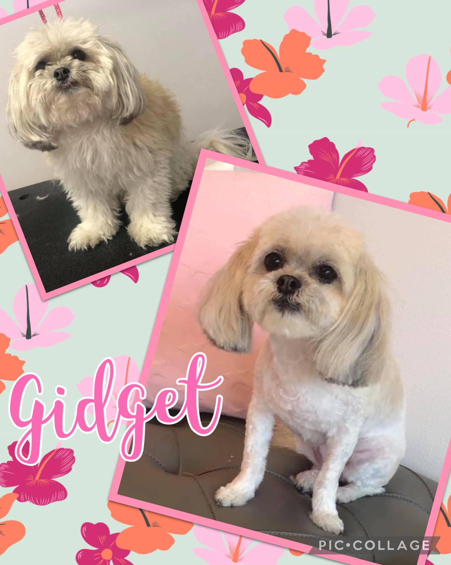 Online booking Shannon's Grooming