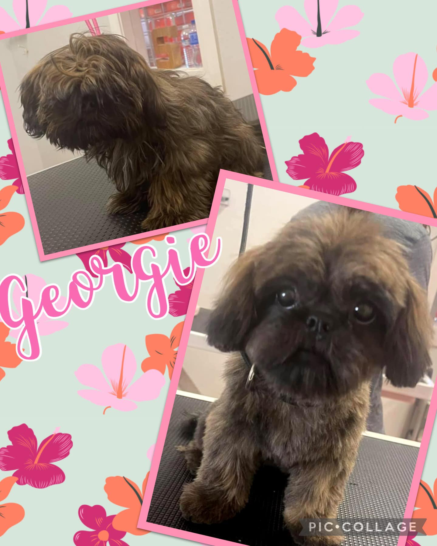 Online booking Shannon's Grooming