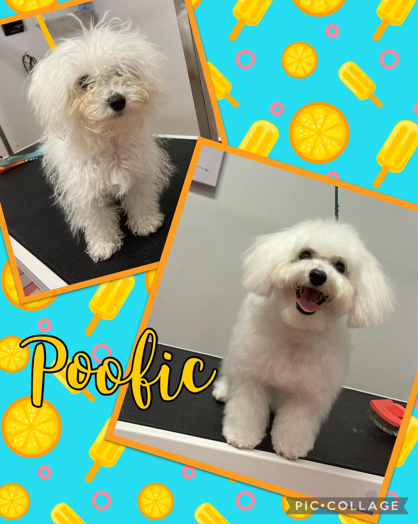 Online booking Shannon's Grooming