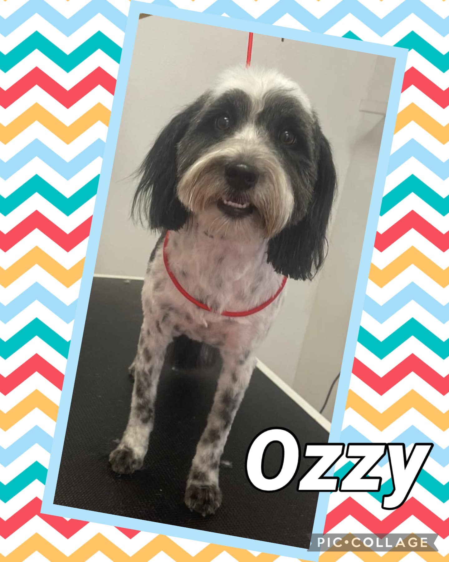 Online booking Shannon's Grooming