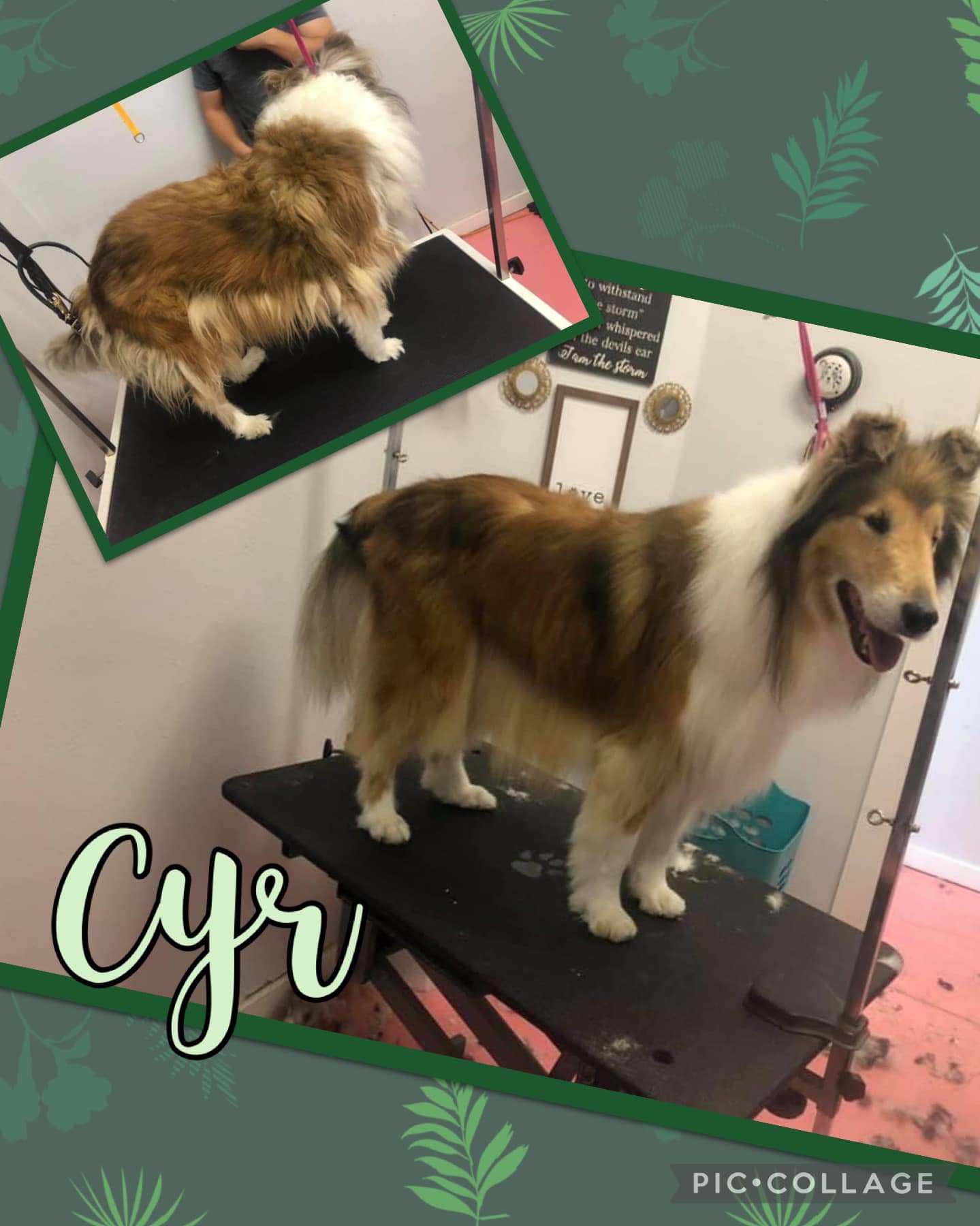 Online booking Shannon's Grooming