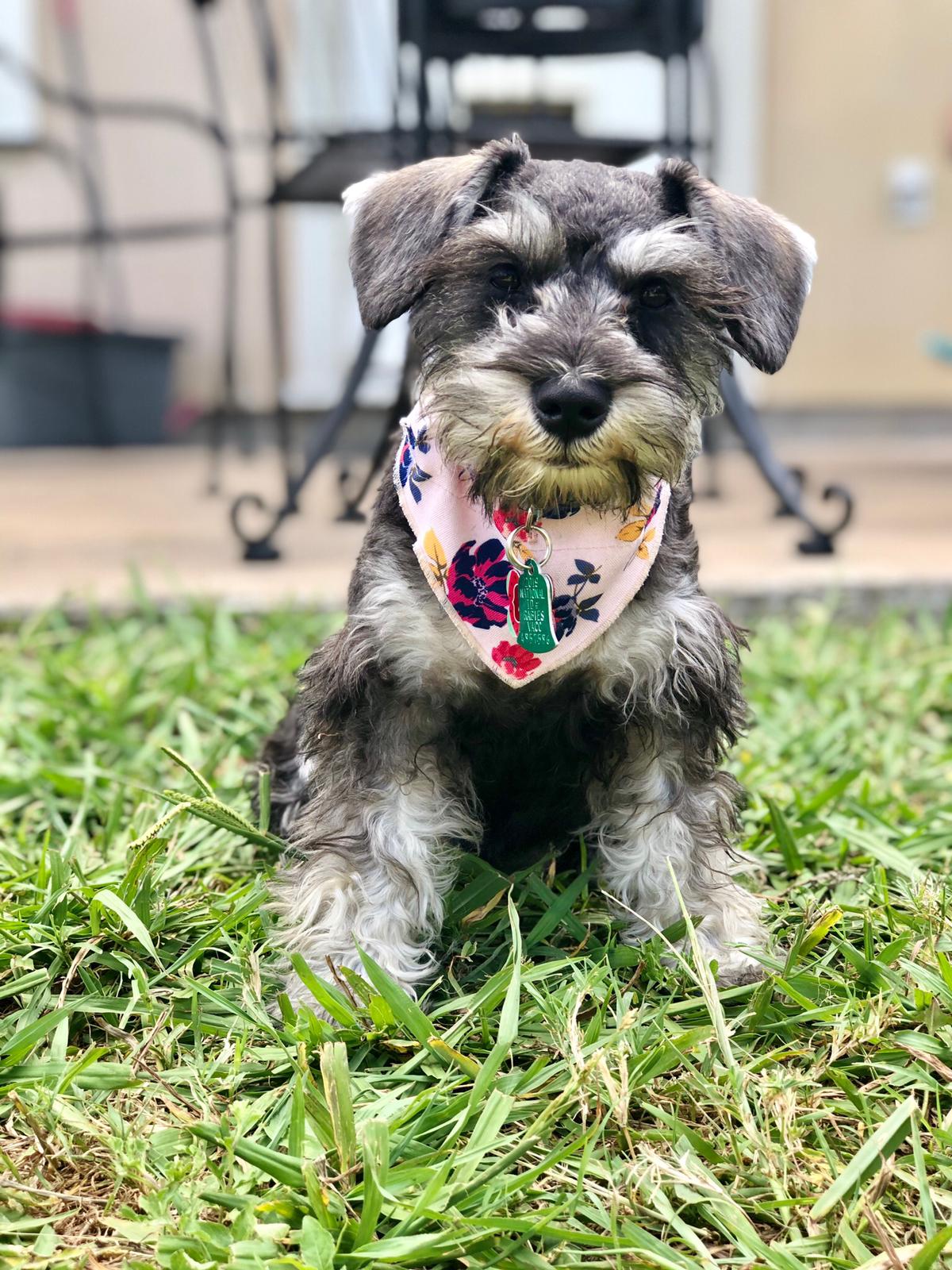 Online booking Luxury Paws Mobile Pet Grooming