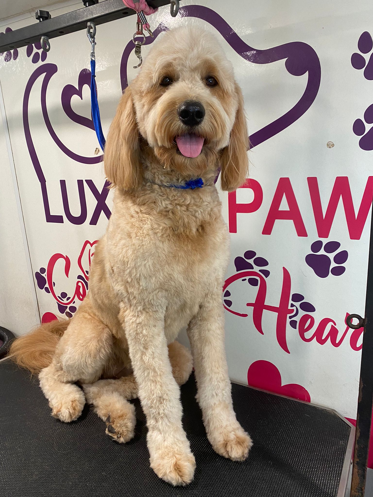 Online booking Luxury Paws Mobile Pet Grooming