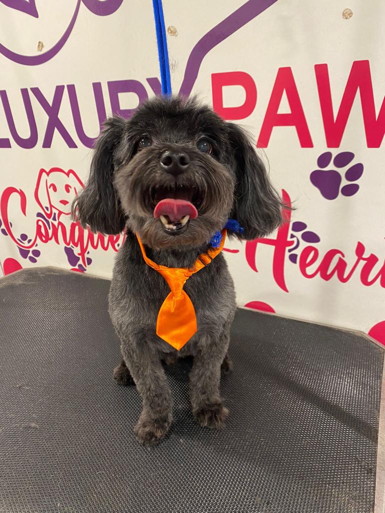 Online booking Luxury Paws Mobile Pet Grooming