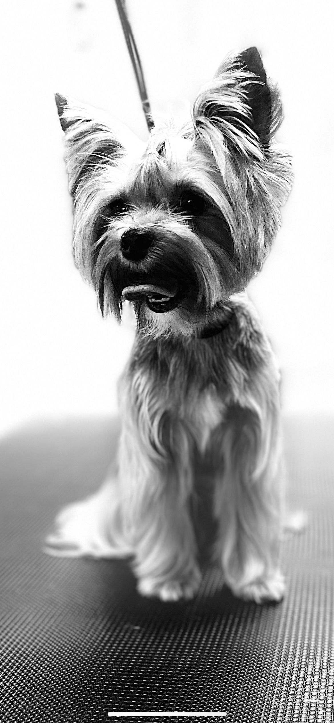 Online booking Bark Avenue