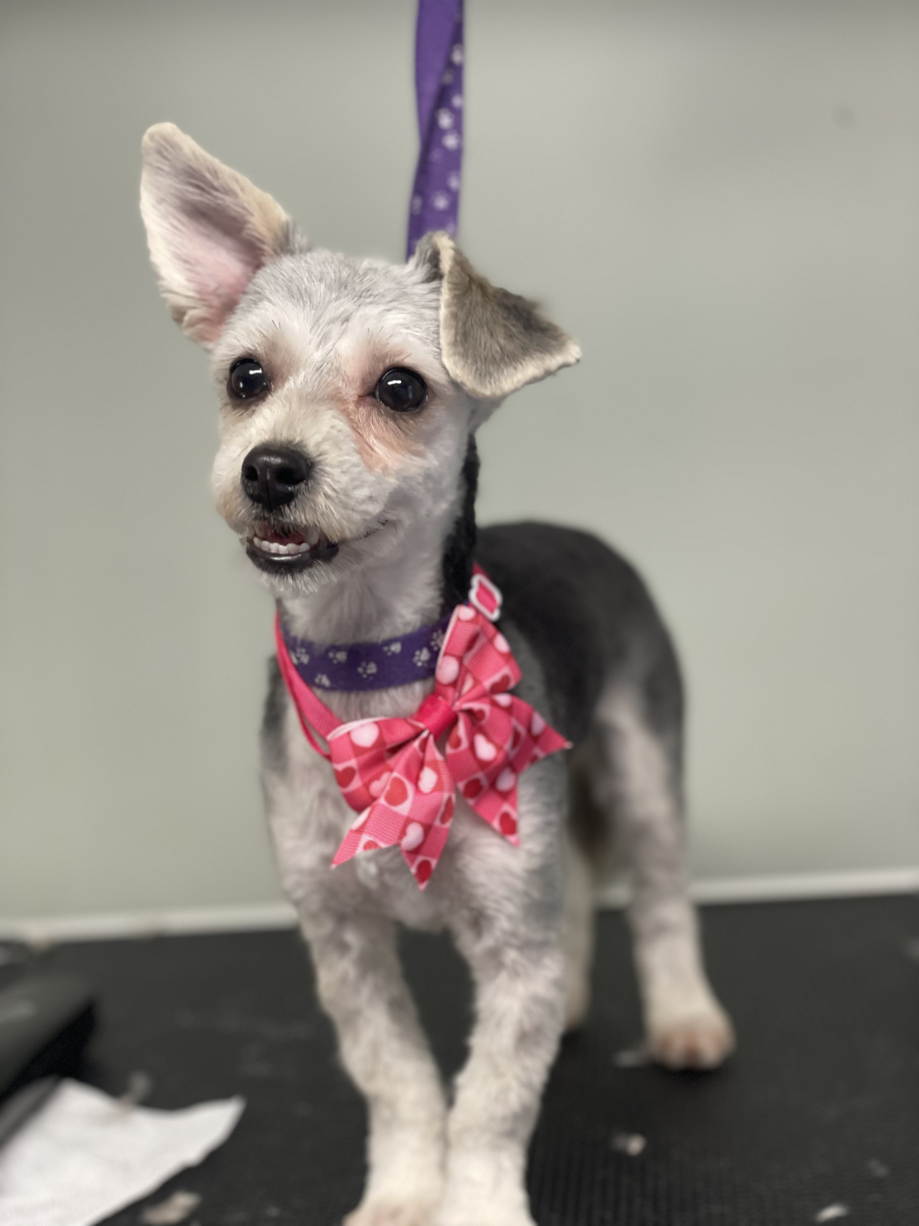 Online booking Ashley’s Loving Touch Pet Grooming LLC