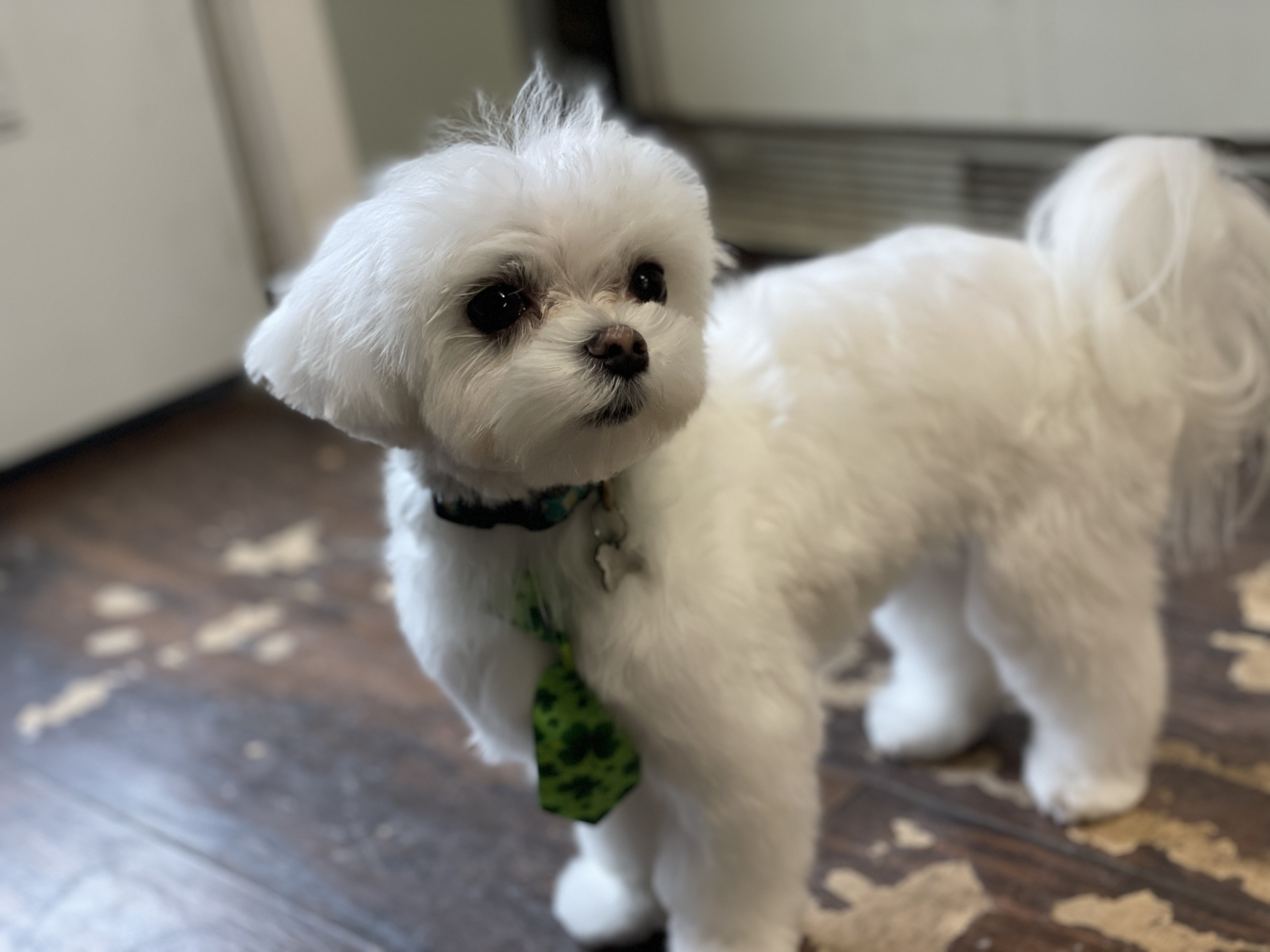 Online booking Ashley’s Loving Touch Pet Grooming LLC