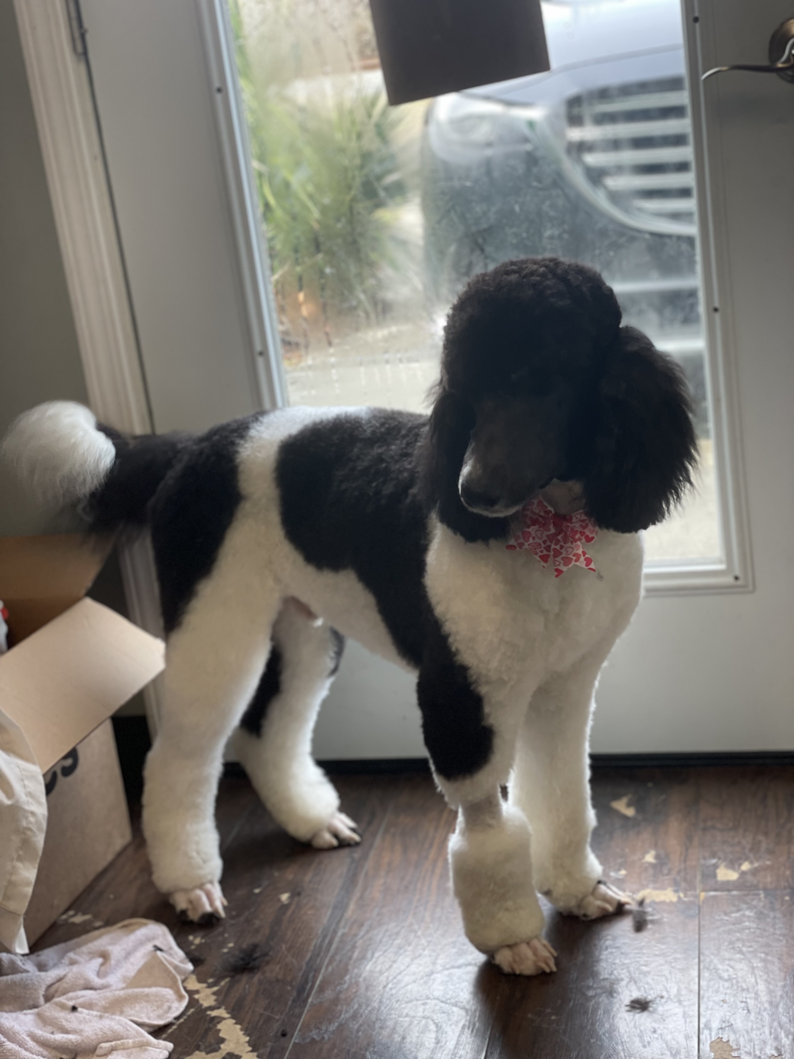 Online booking Ashley’s Loving Touch Pet Grooming LLC