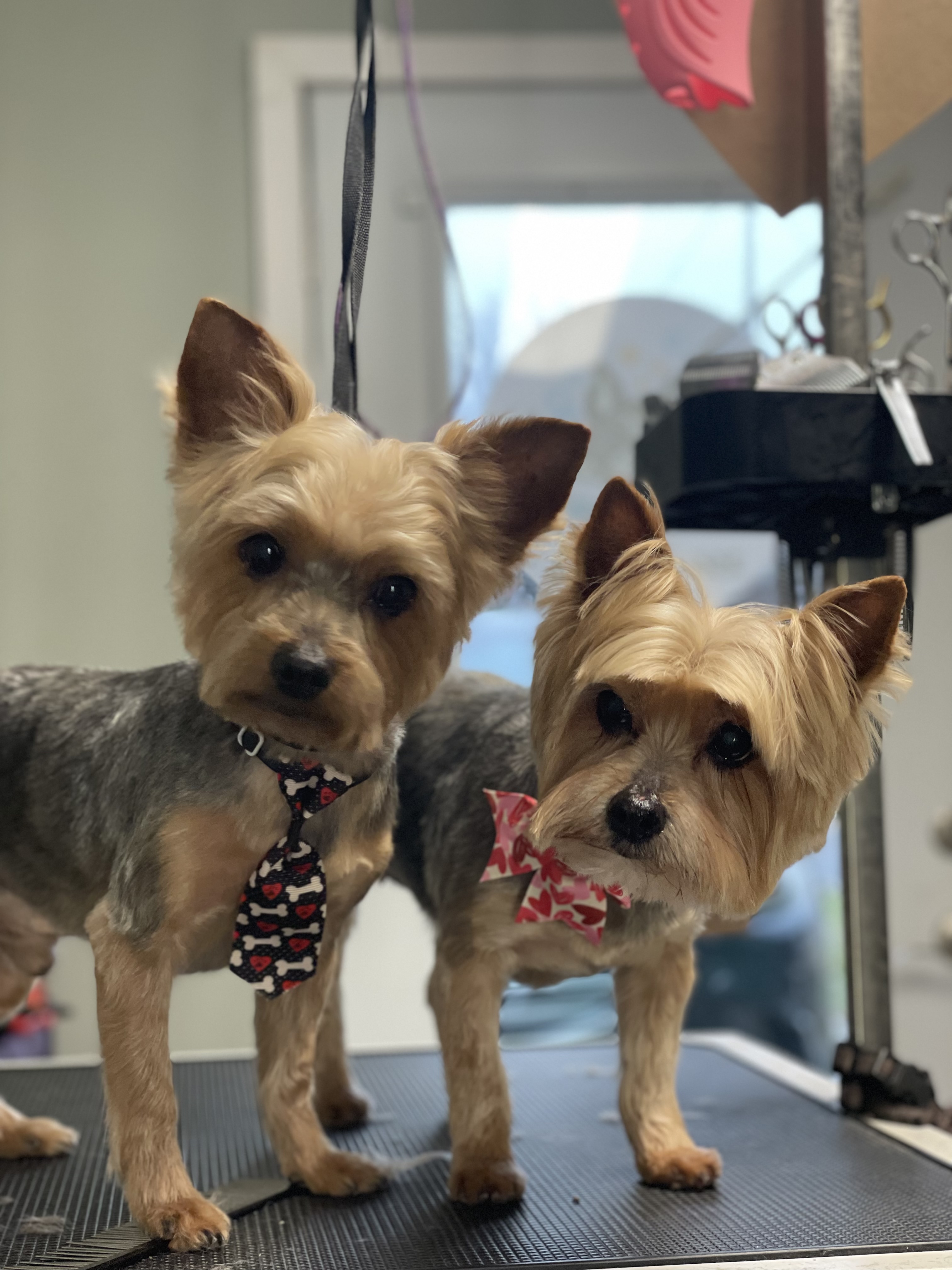 Online booking Ashley’s Loving Touch Pet Grooming LLC